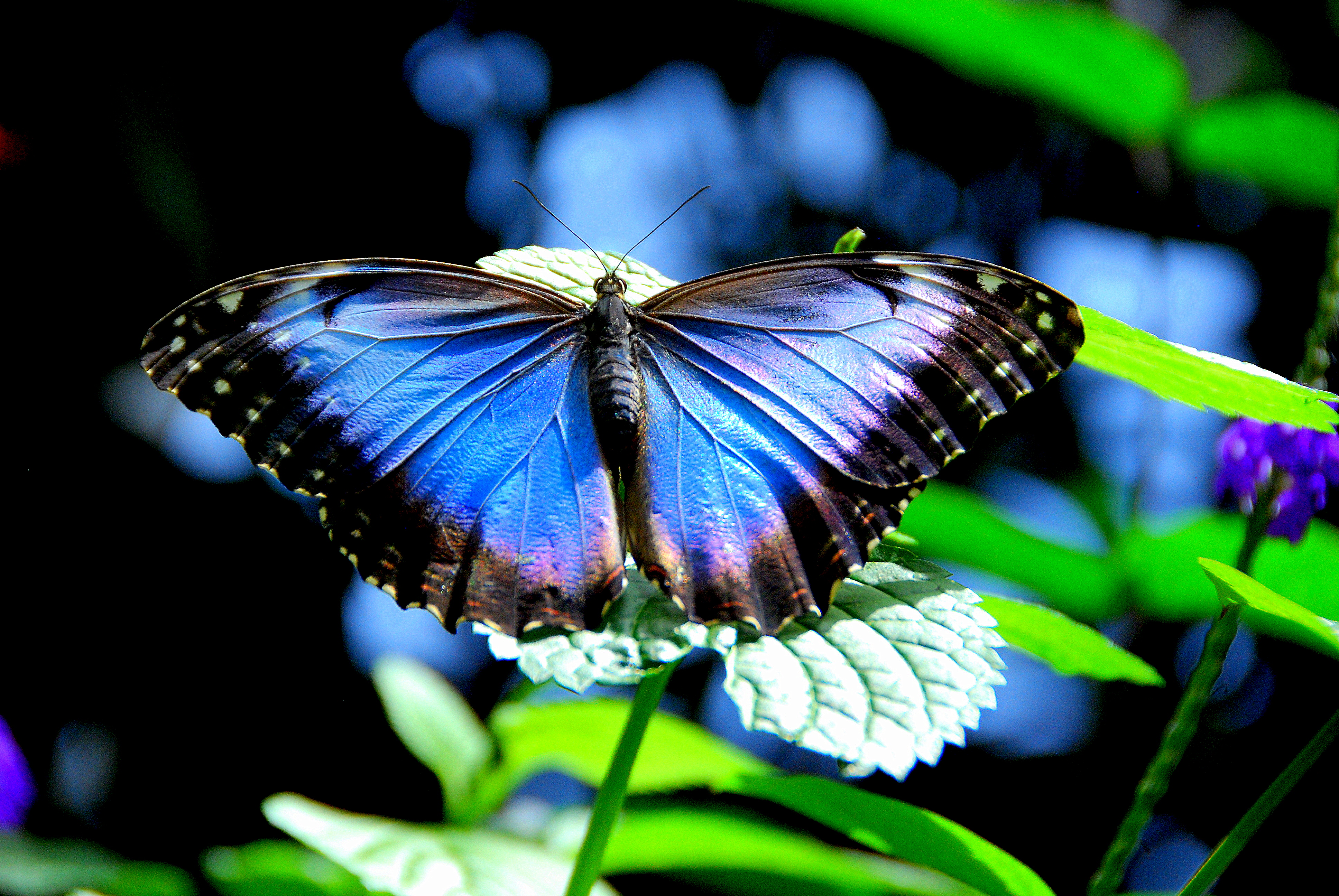 Free photo Flower and butterfly