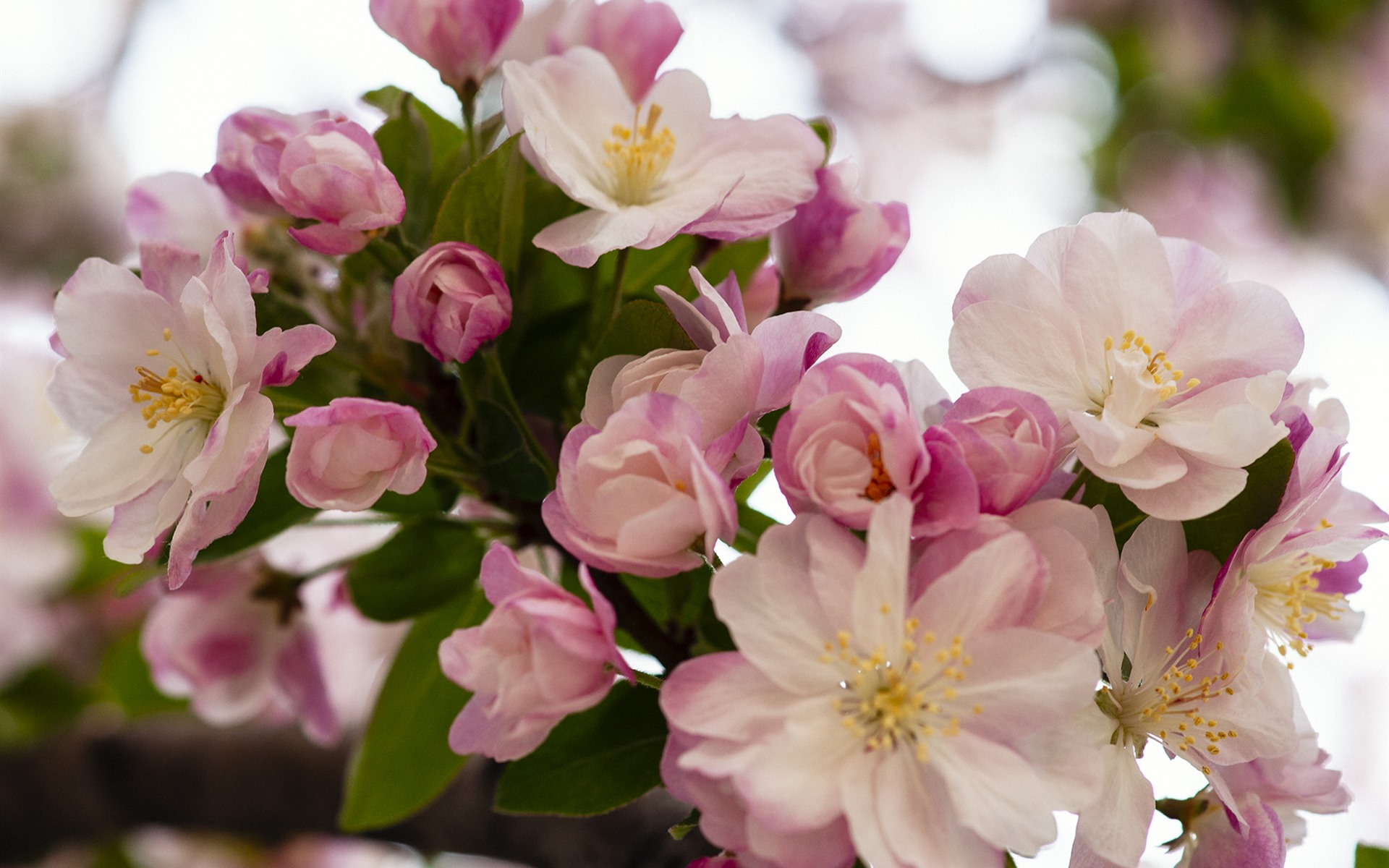 免费照片粉色海棠未开放的花蕾