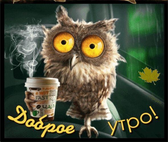 Postcard on the theme good morning gifs funny drinks owl download for free
