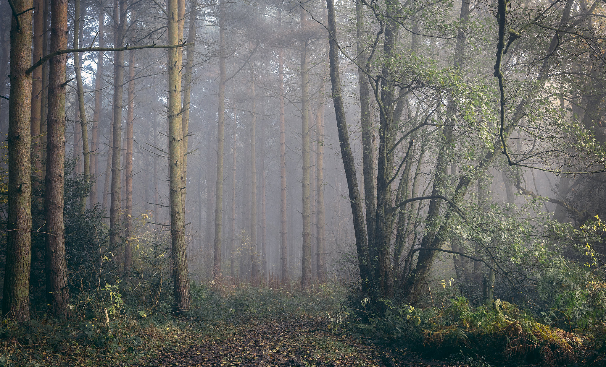 Free photo Twilight Forest