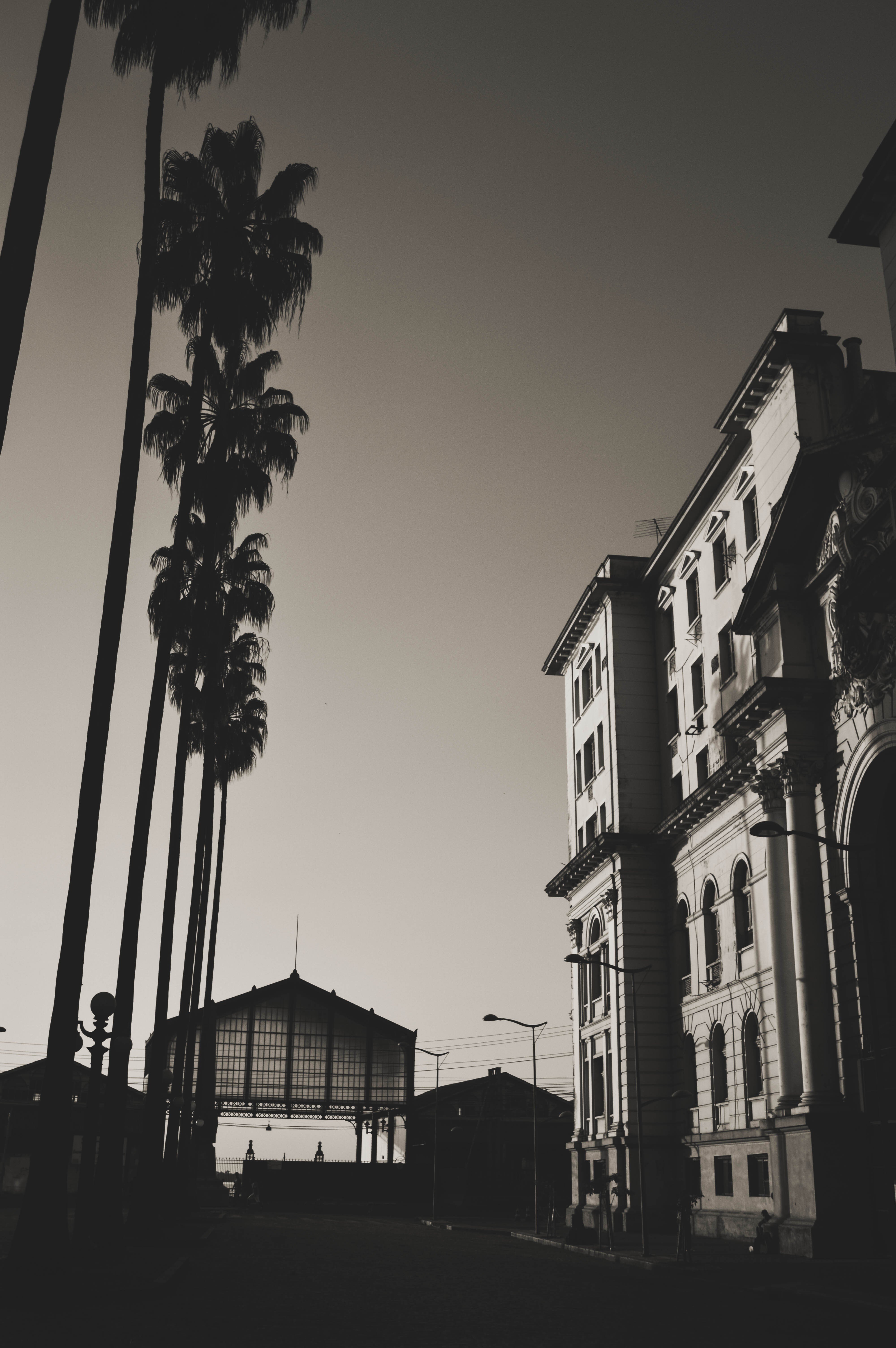 Wallpapers monochrome palm trees vertical on the desktop