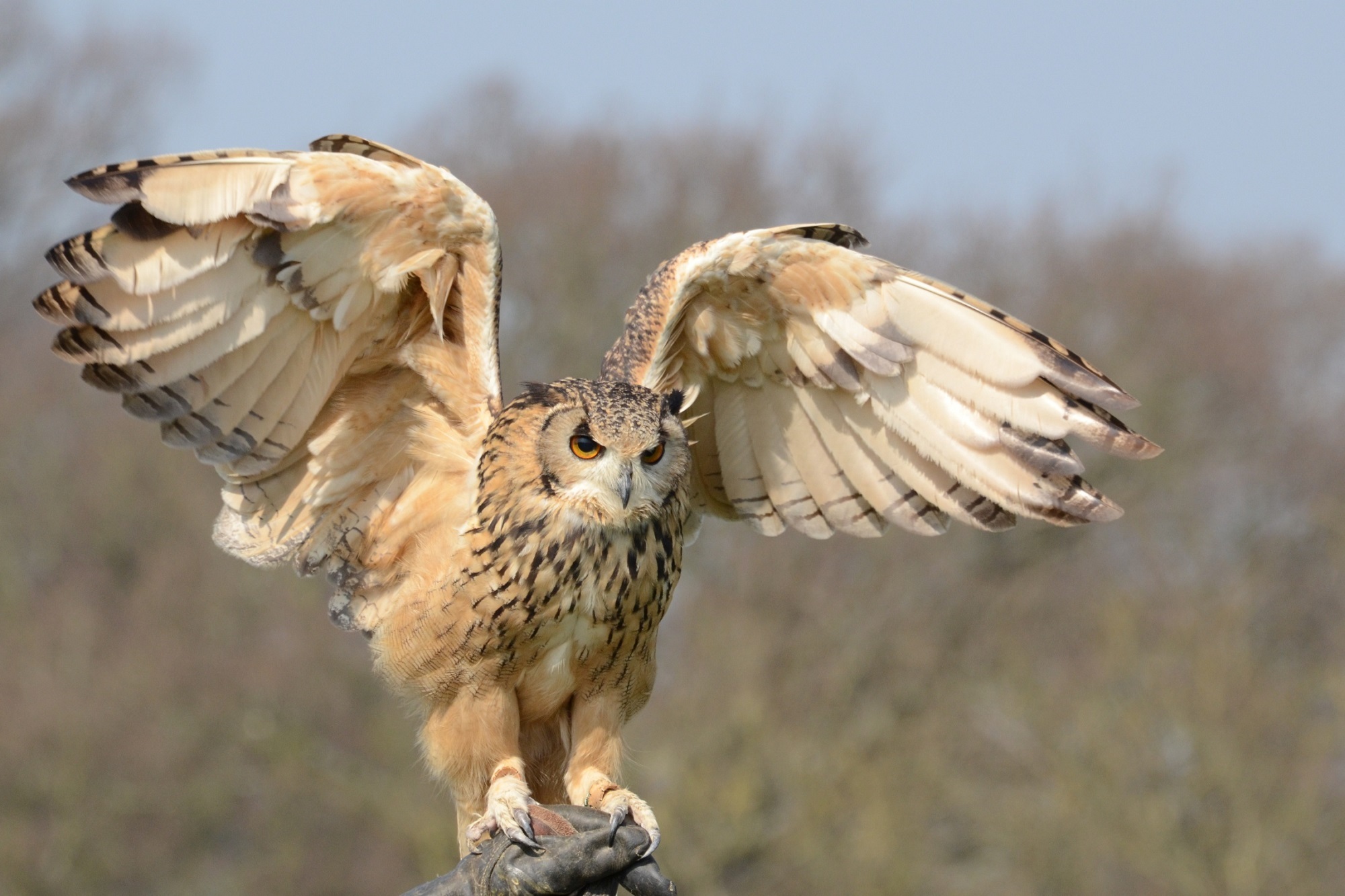 Free photo The owl spread its wings