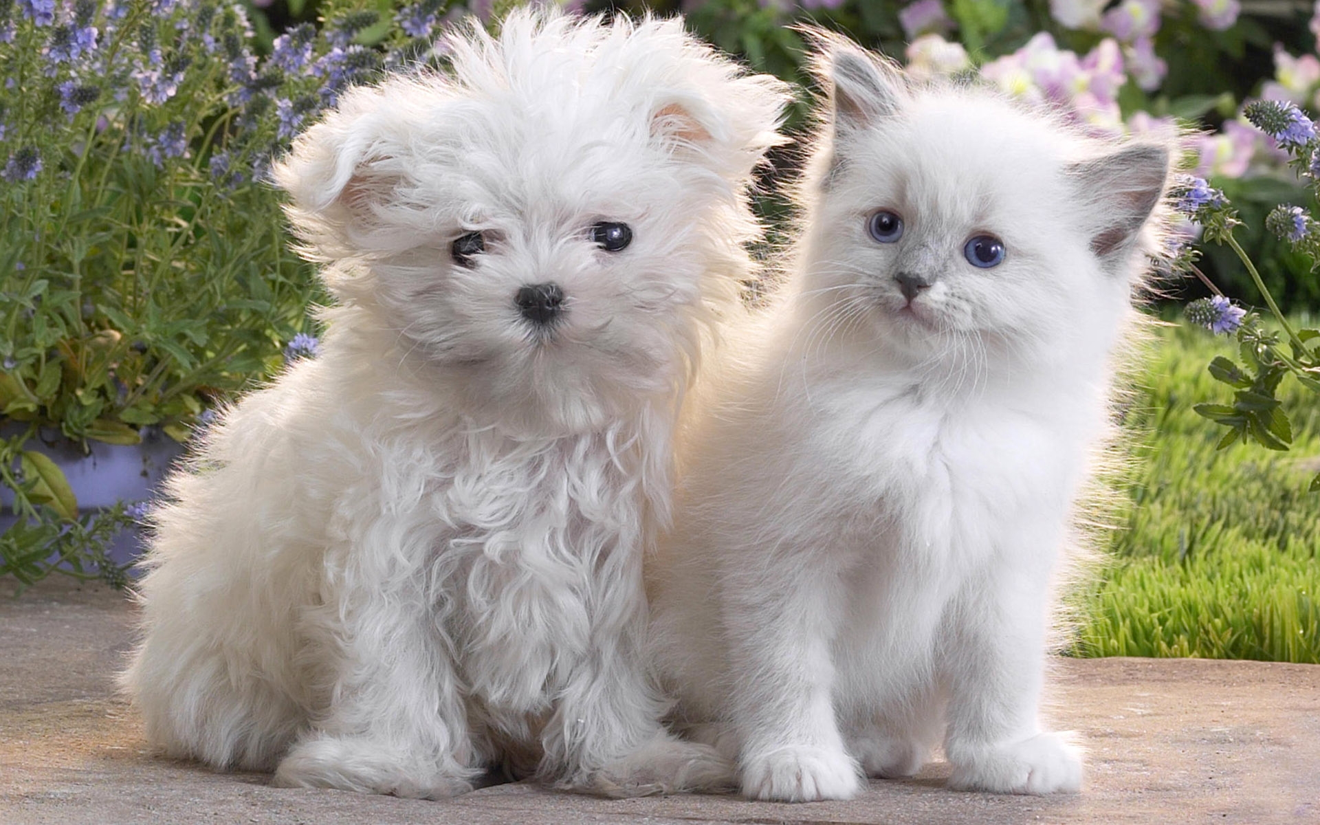 Wallpapers puppy kitten couple on the desktop