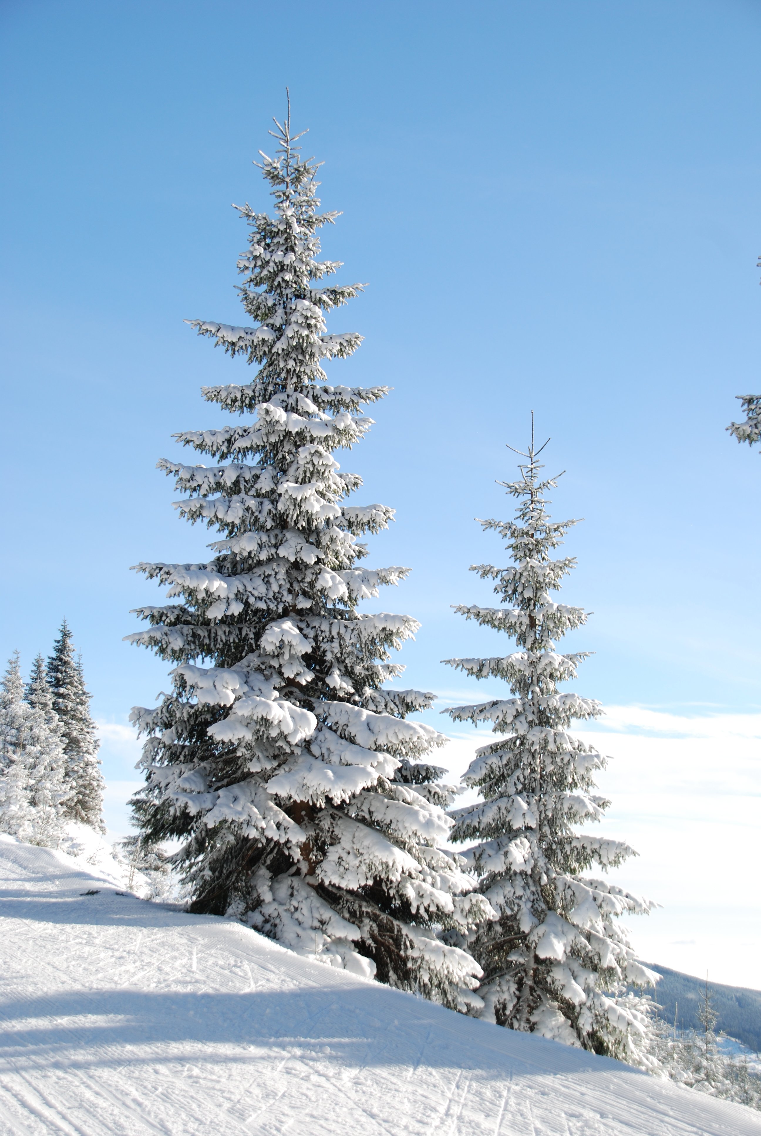 Free photo Christmas trees wrapped in snow