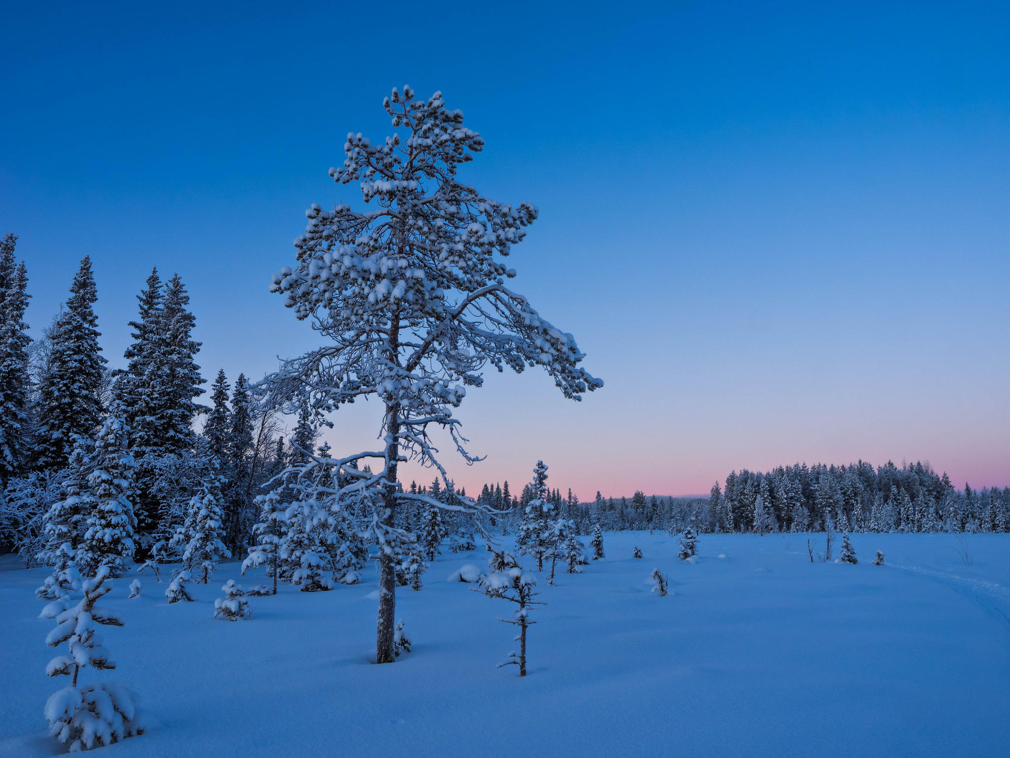 Wallpapers sunset snow on the branches snowdrifts on the desktop