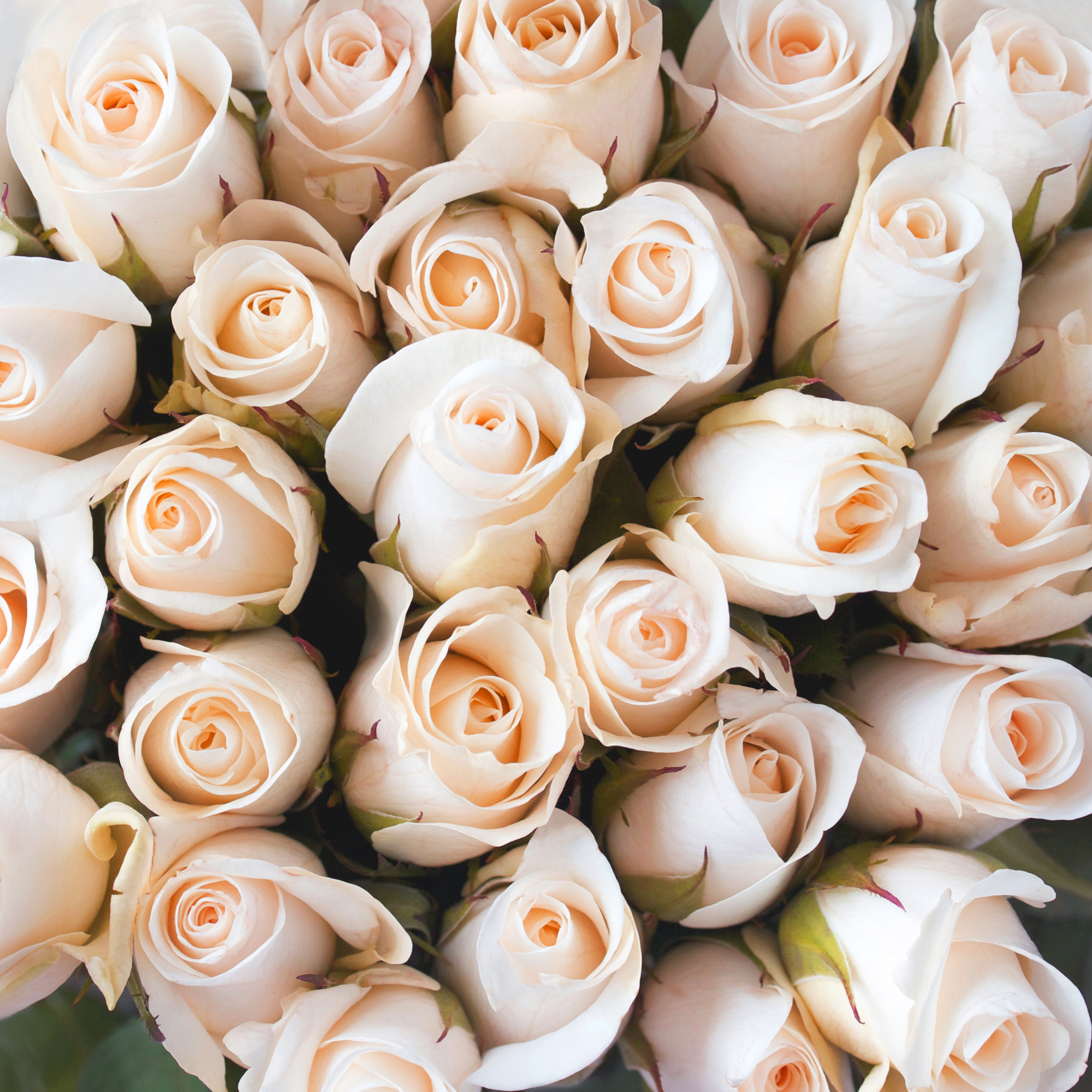 桌面上的壁纸花束 白玫瑰 繁花