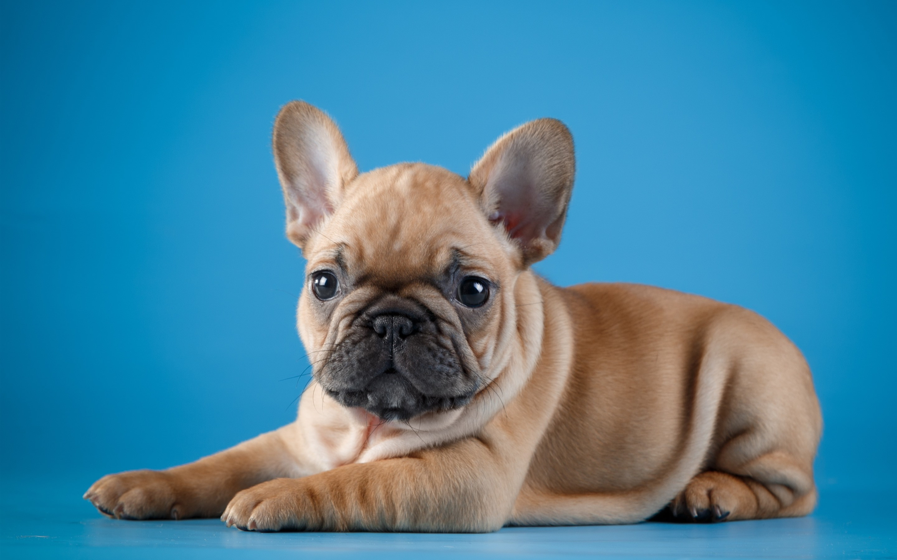 Free photo French bulldog puppy