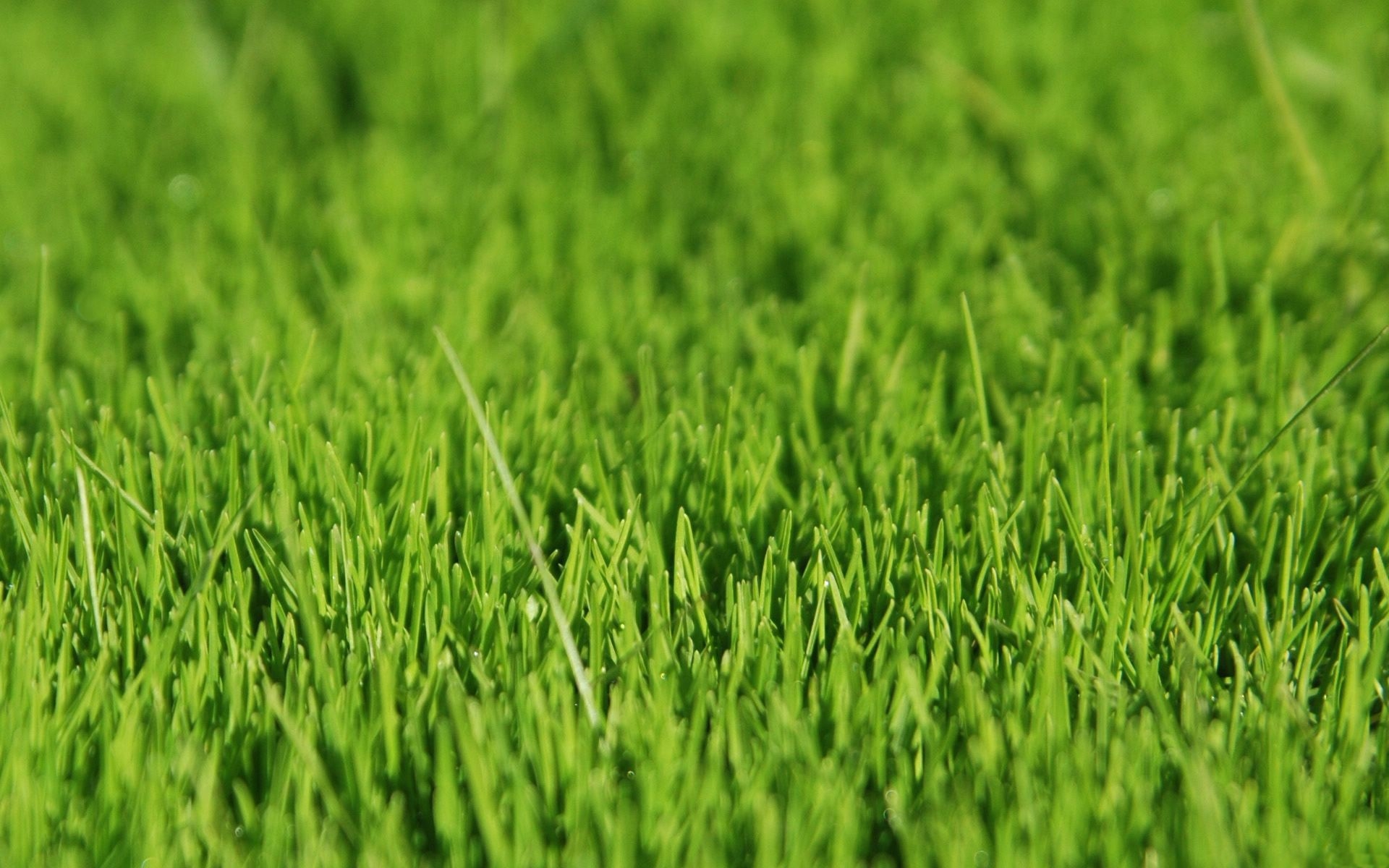 Wallpapers grass surface light on the desktop