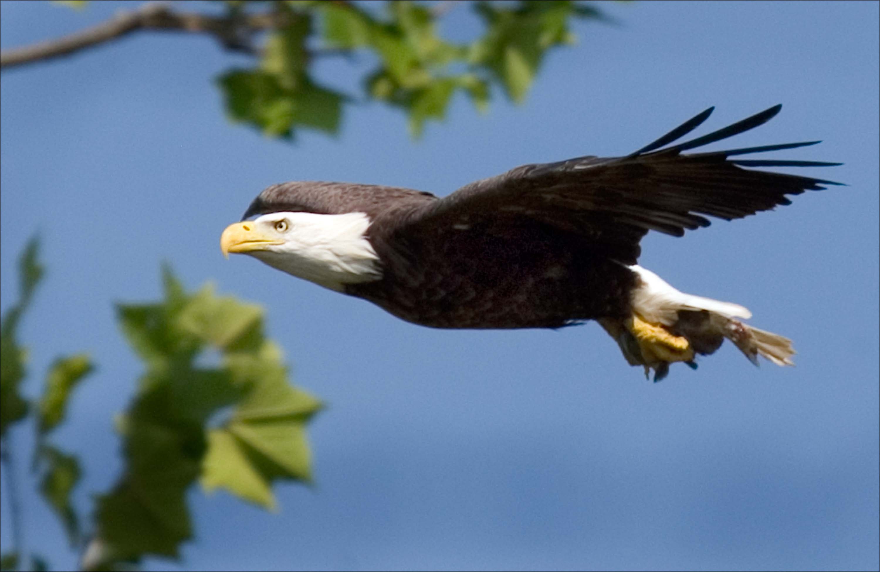 Flight of a white-headed eagle against the background of tree branches