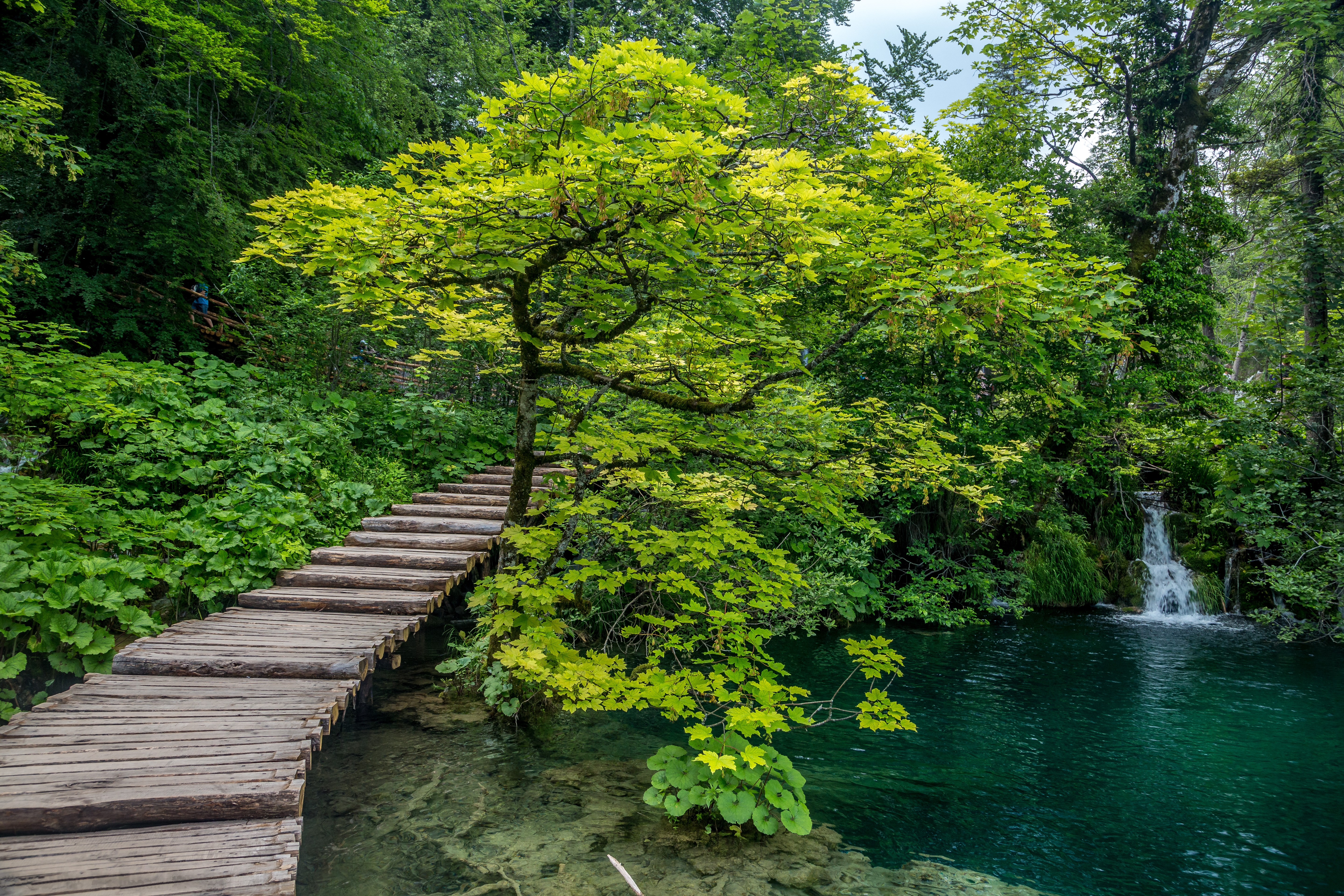 Wallpapers trees landscape national Park Plitvice lakes on the desktop