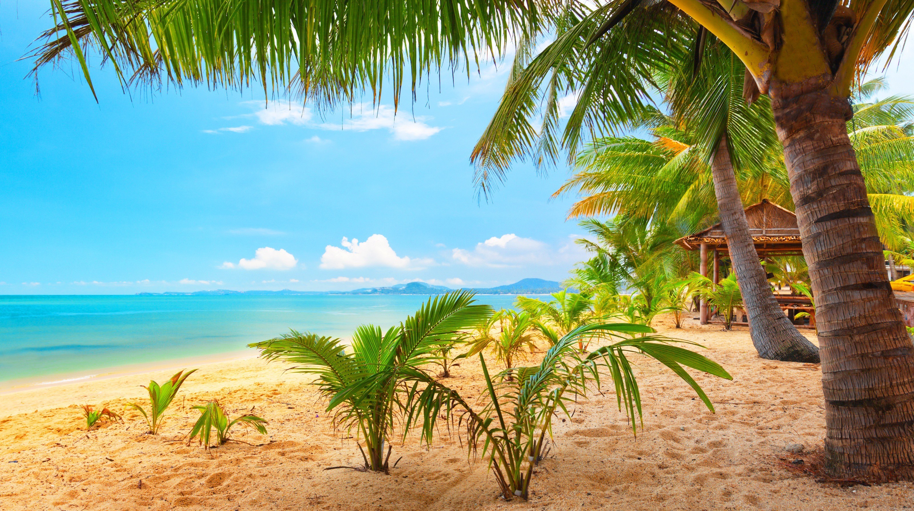 Wallpapers palm trees beach sand on the desktop
