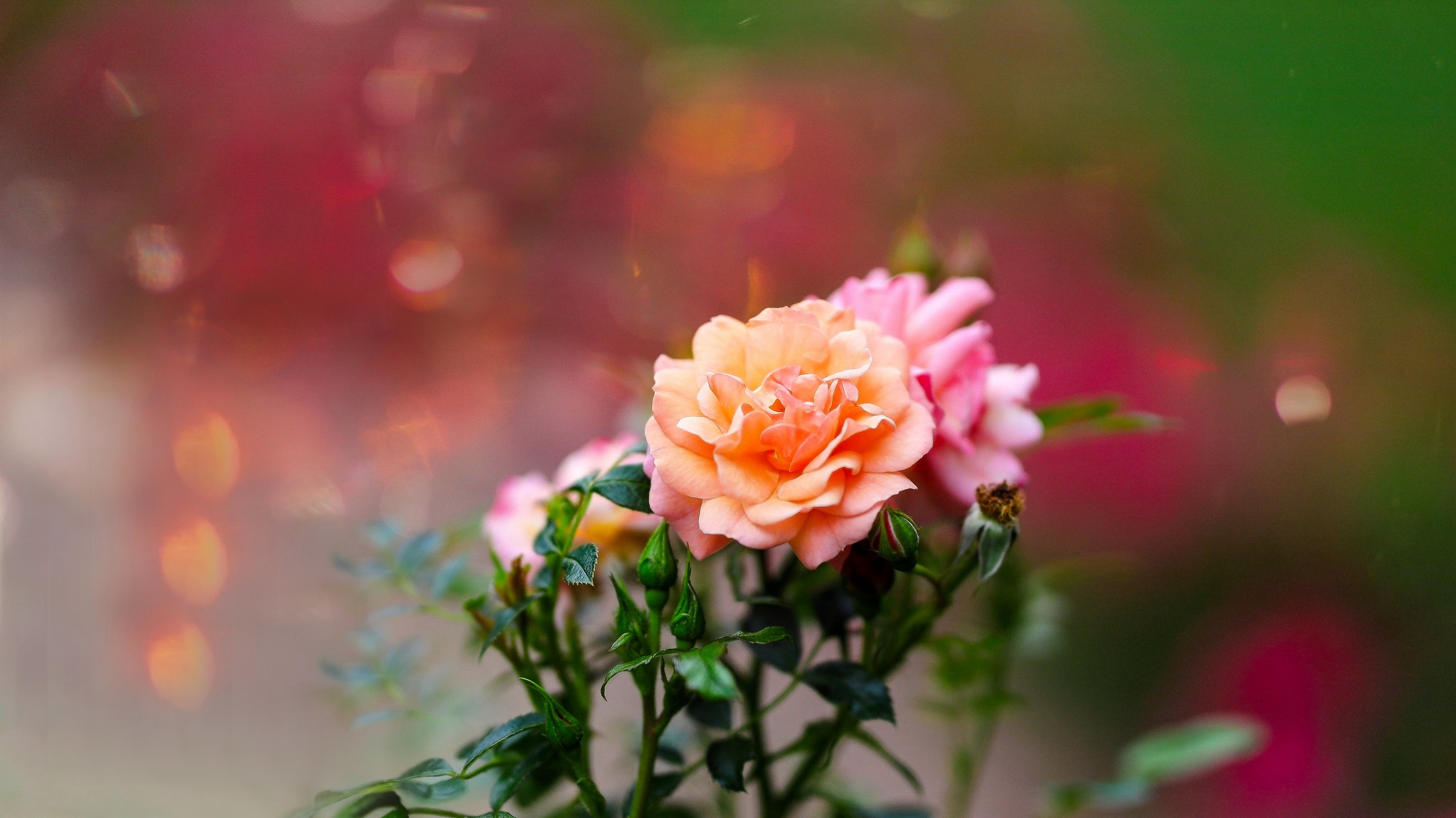 Free photo A bush with colorful roses