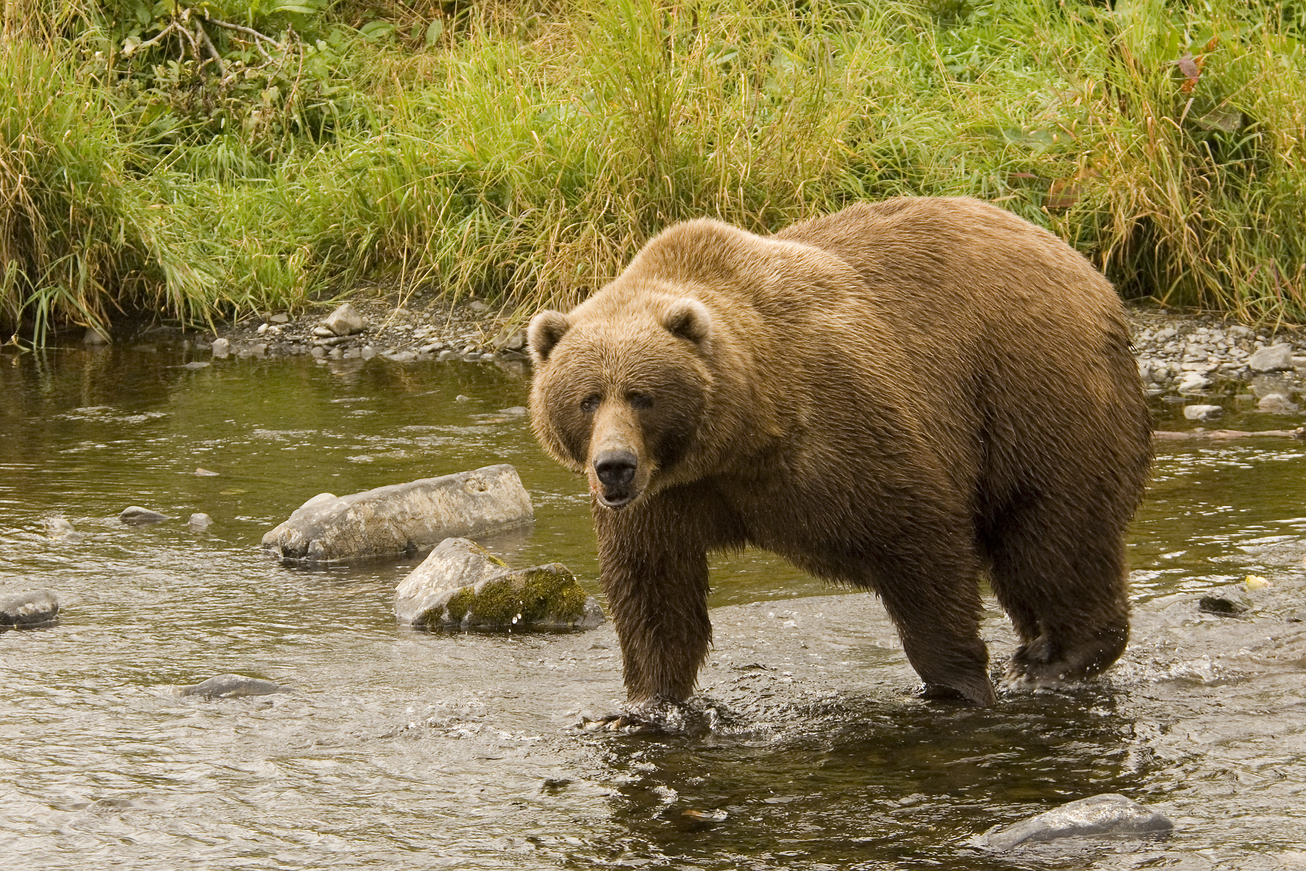 Wallpapers brown bear animal predator on the desktop