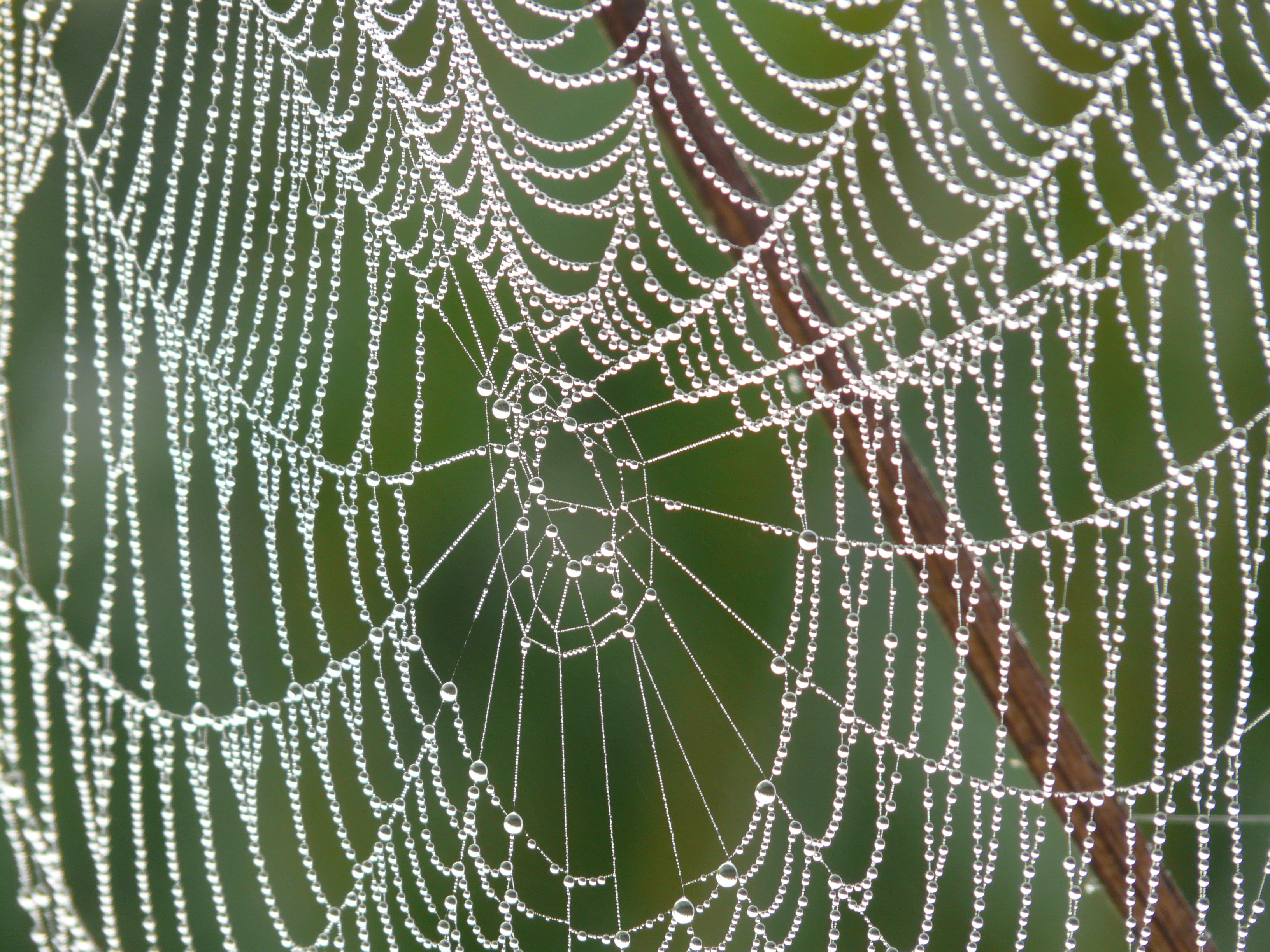 Free photo A spider`s web in water drops