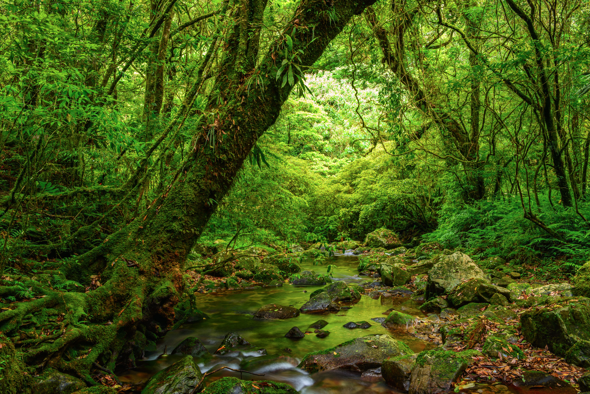 Wallpapers landscapes stones in the water trees on the desktop