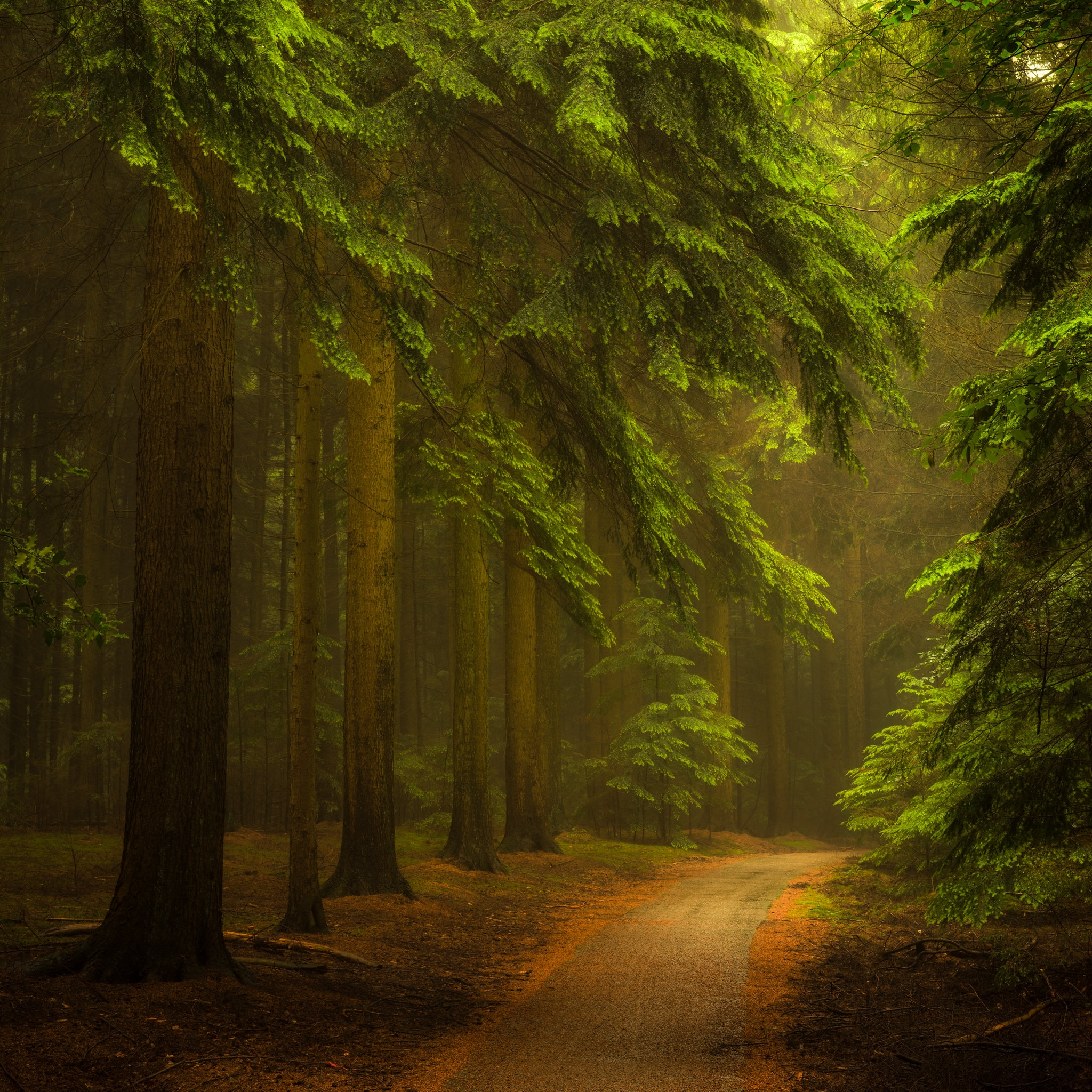 Wallpapers footpath sunlight landscape on the desktop