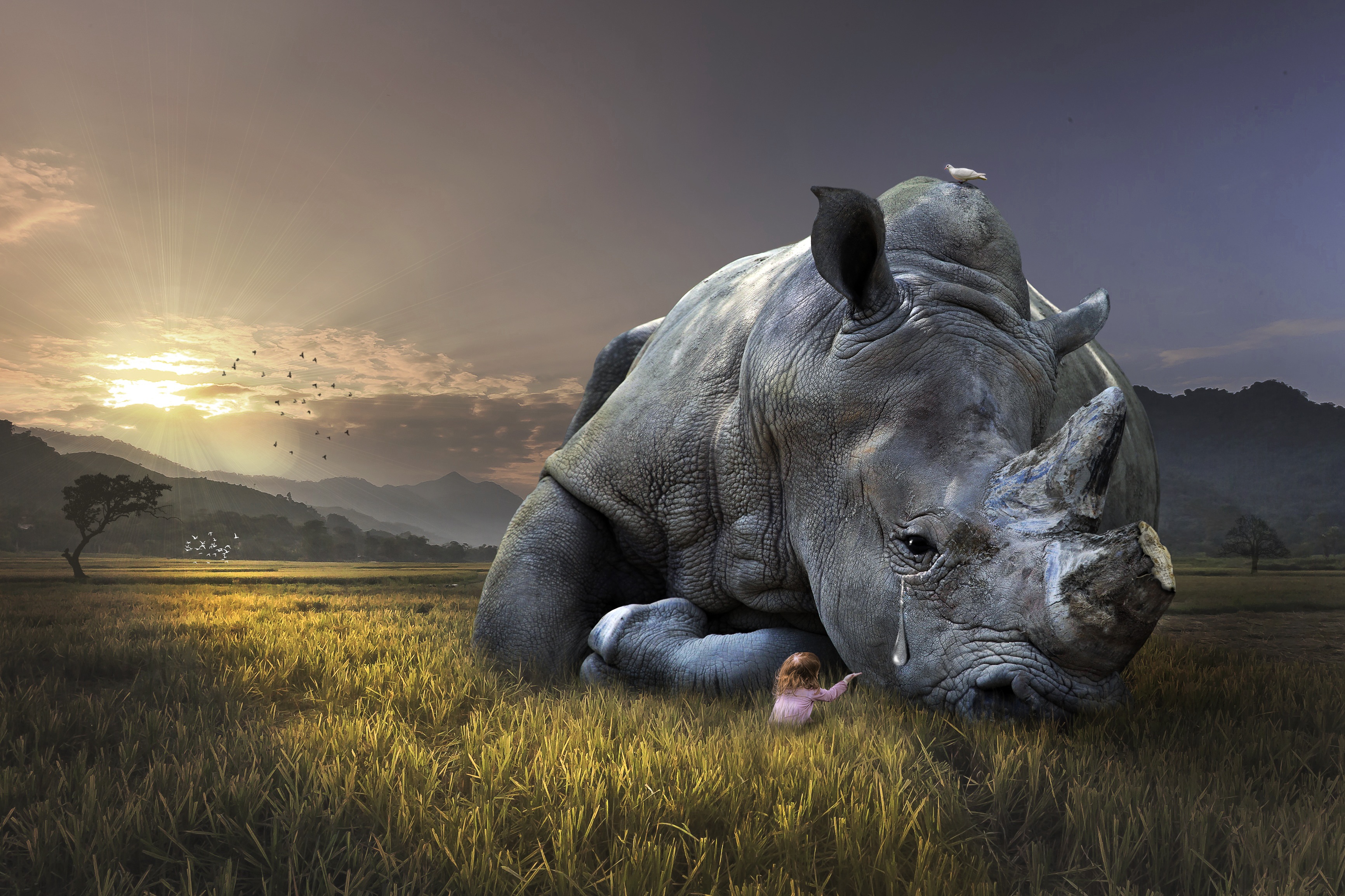 Wallpapers field girl rhinoceros on the desktop