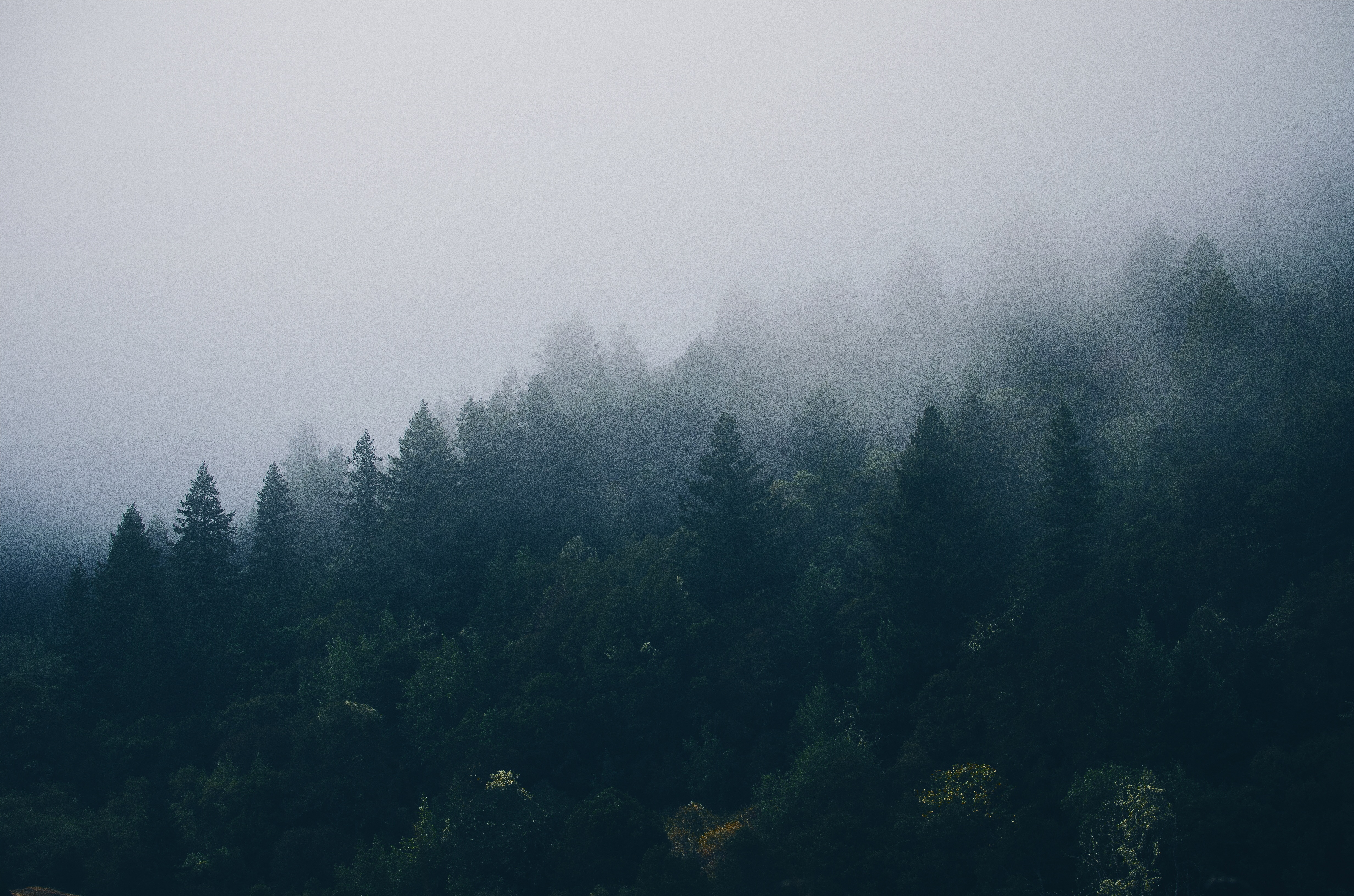 野生森林笼罩在迷雾中