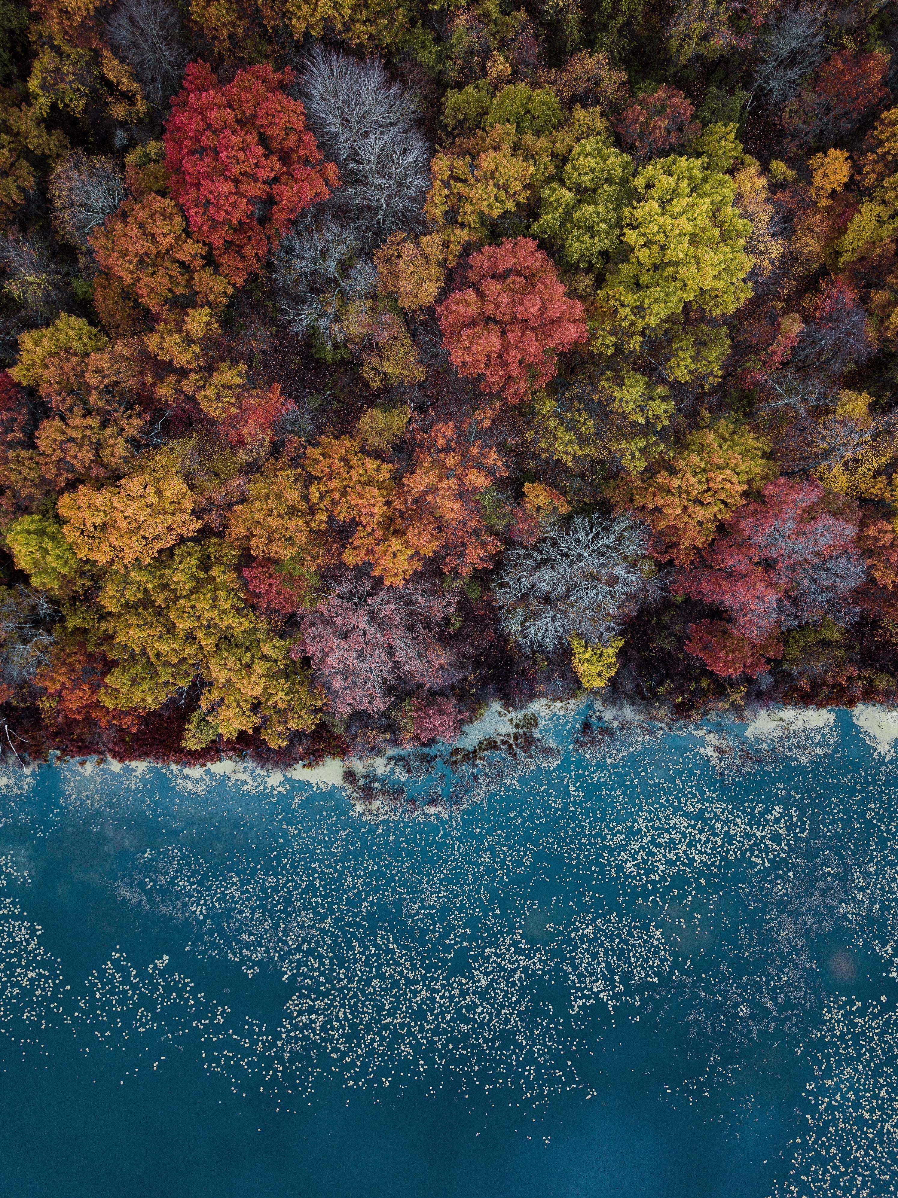 Trees with autumn leaves on the shore