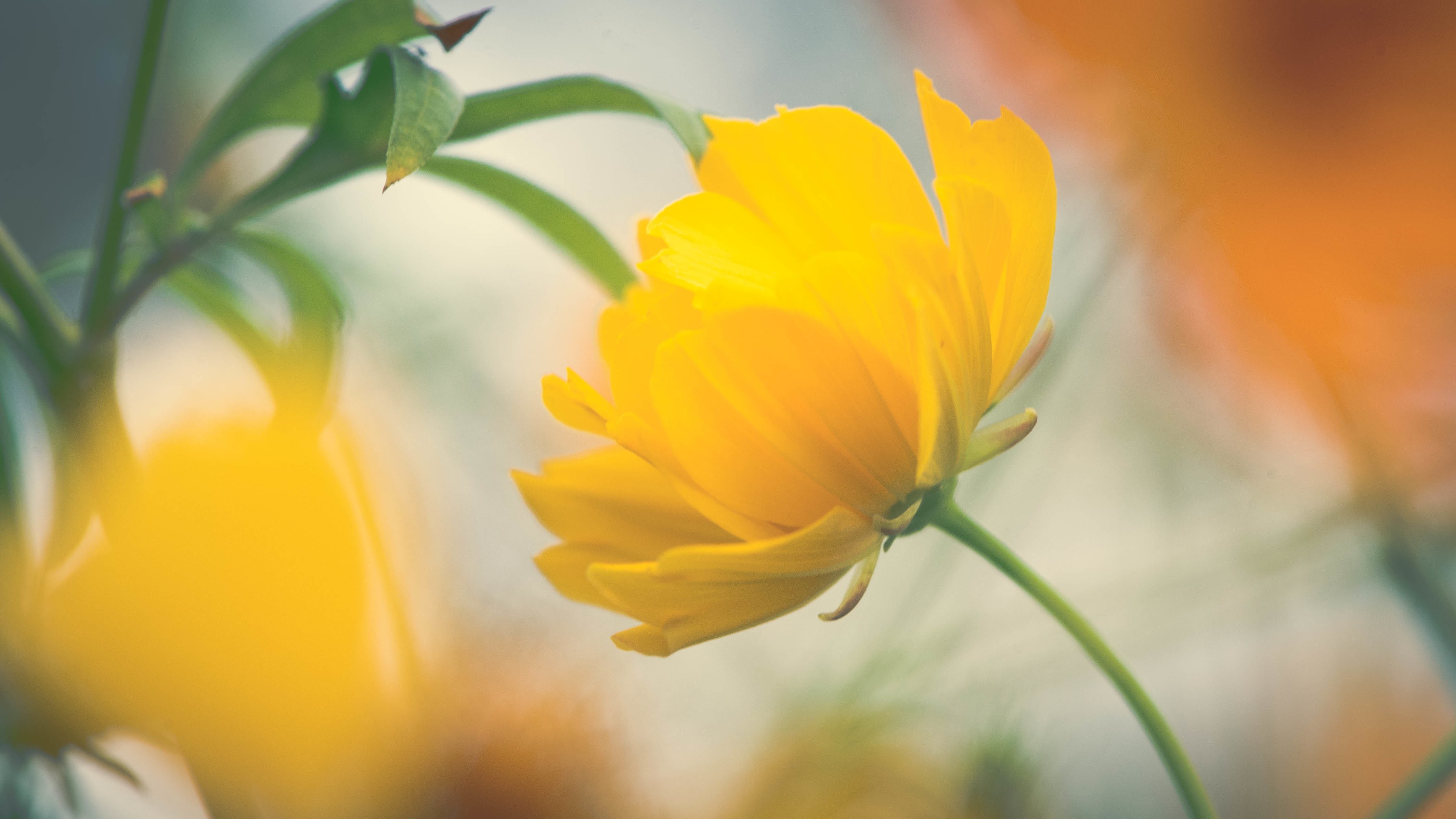 Yellow flowers