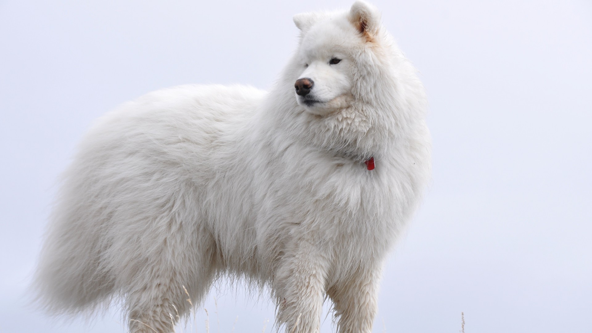 桌面上的壁纸动物 狗 壁纸