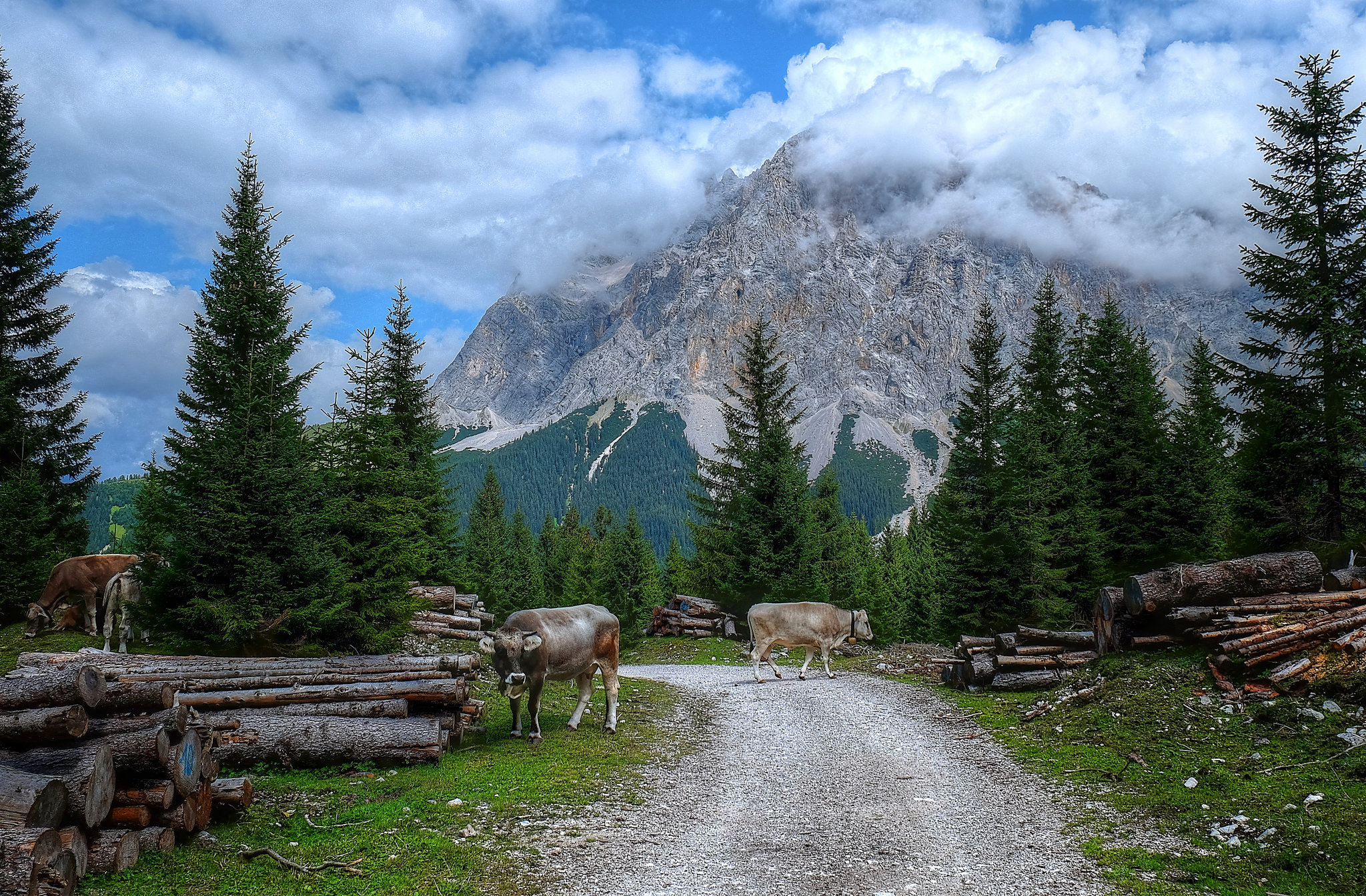 Wallpapers trees Ehrwald Austrian Alps on the desktop