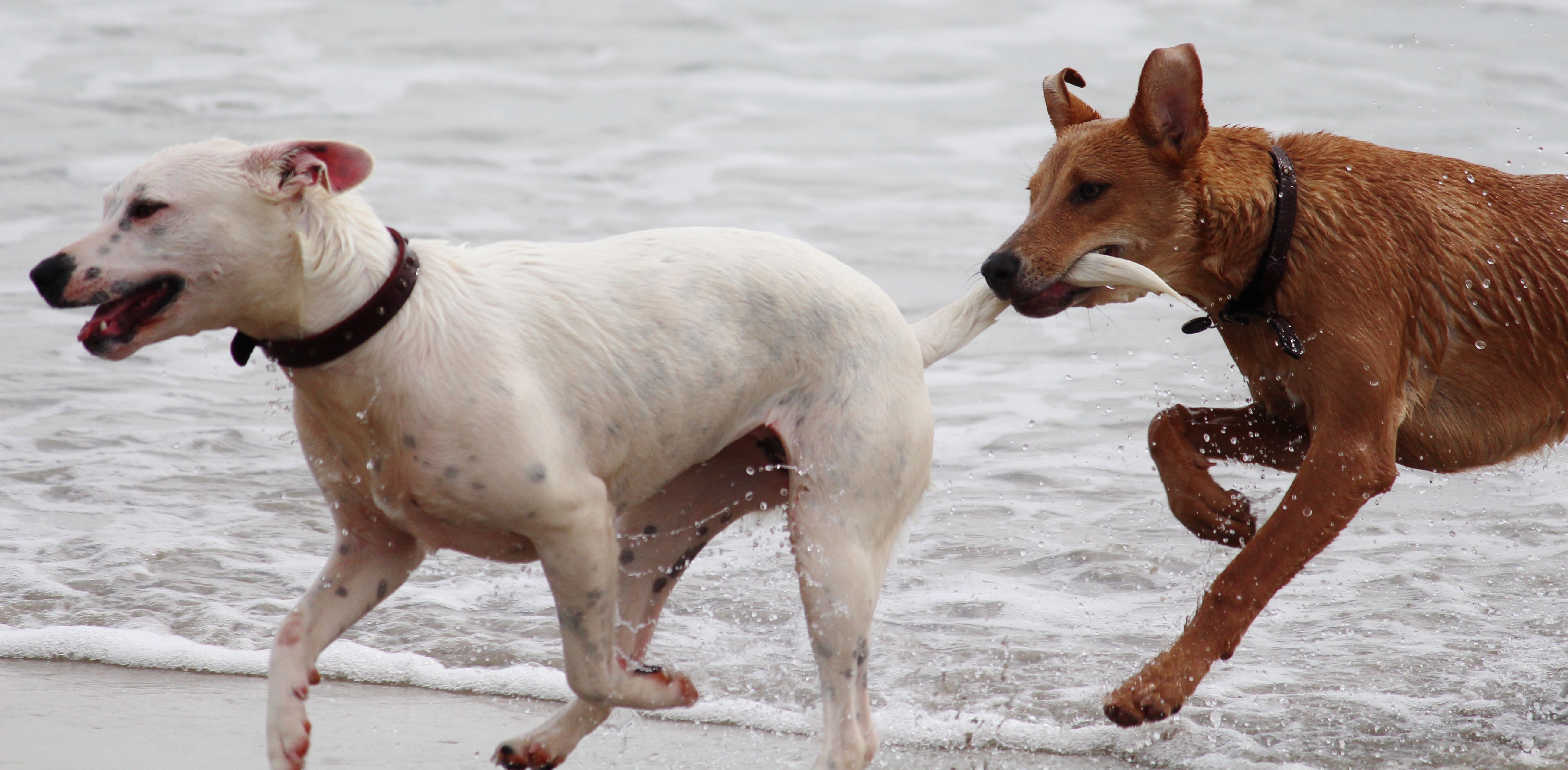 Бесплатное фото Собаки бегают по воде