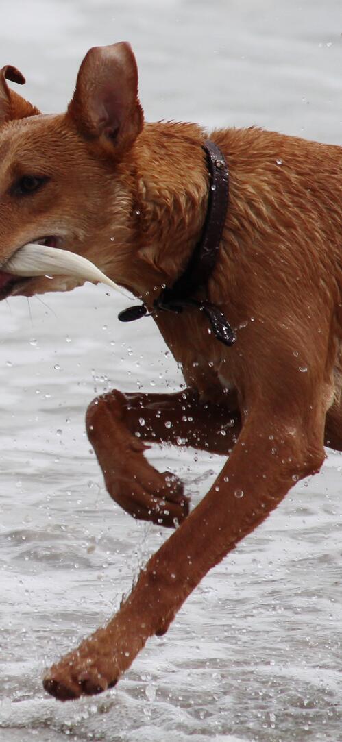 Бесплатное фото Собаки бегают по воде