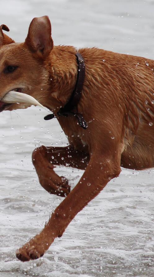 Бесплатное фото Собаки бегают по воде