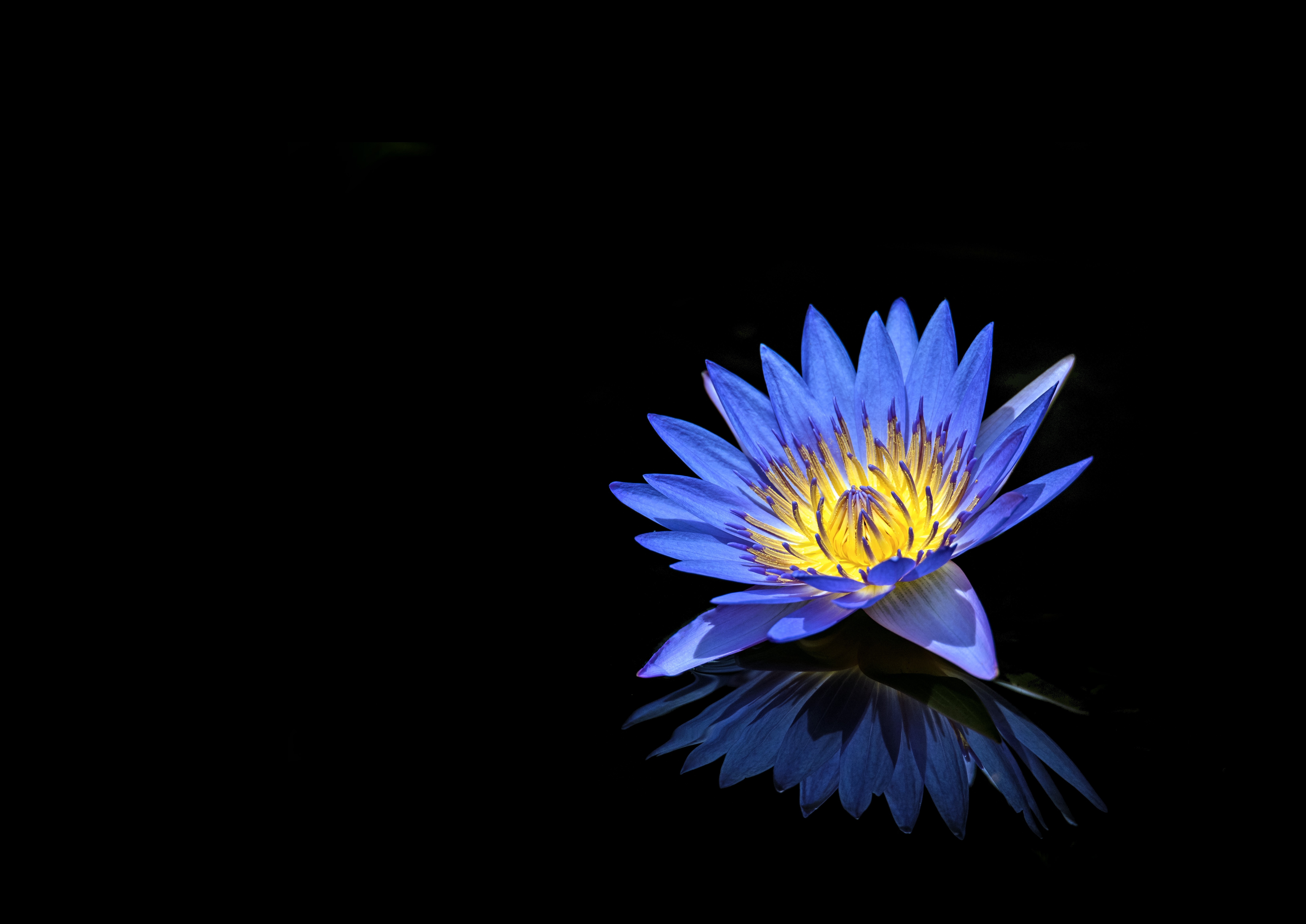 Wallpapers blue water lily petals reflection on the desktop