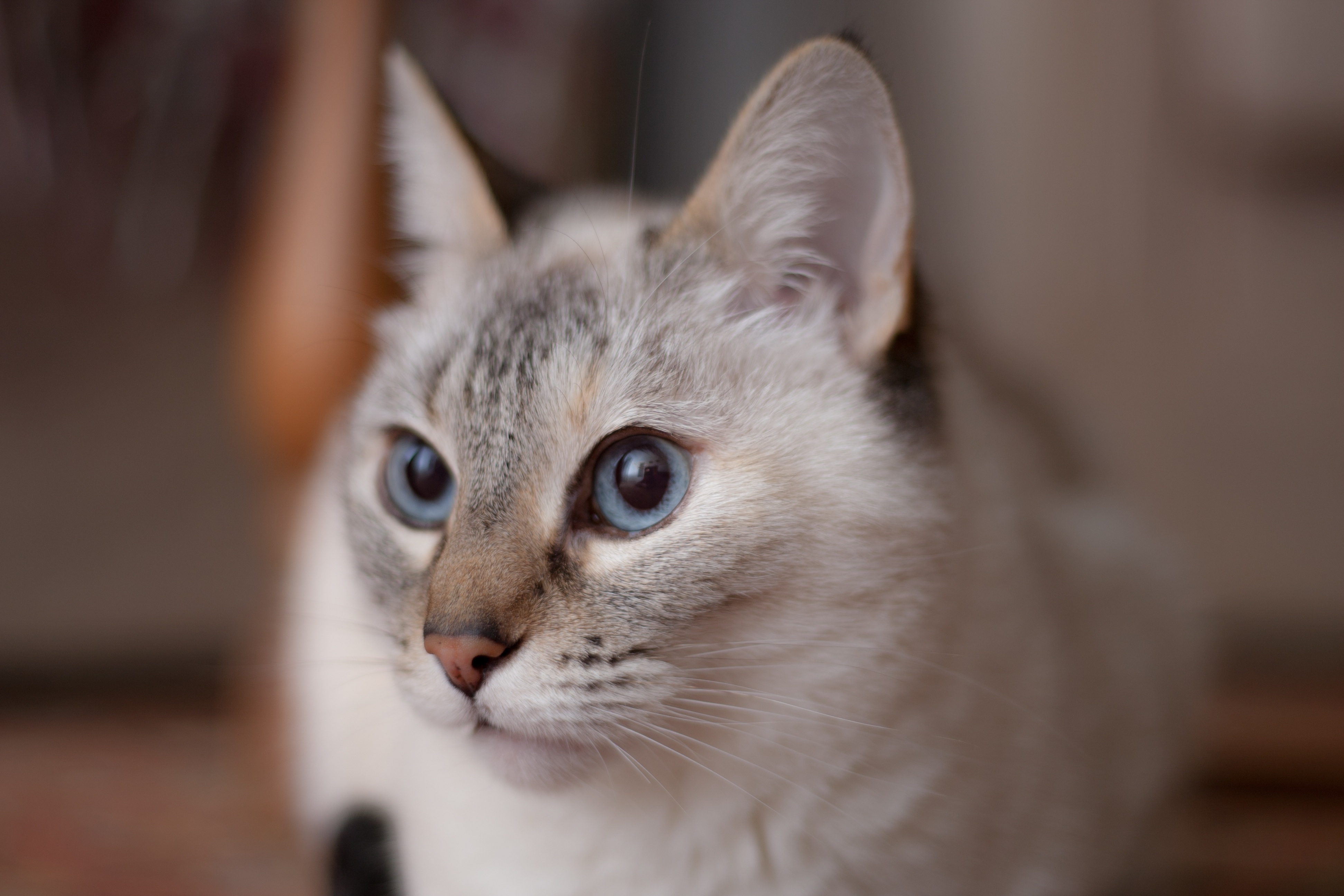Обои белая кошка голубые глаза домашняя кошка на рабочий стол
