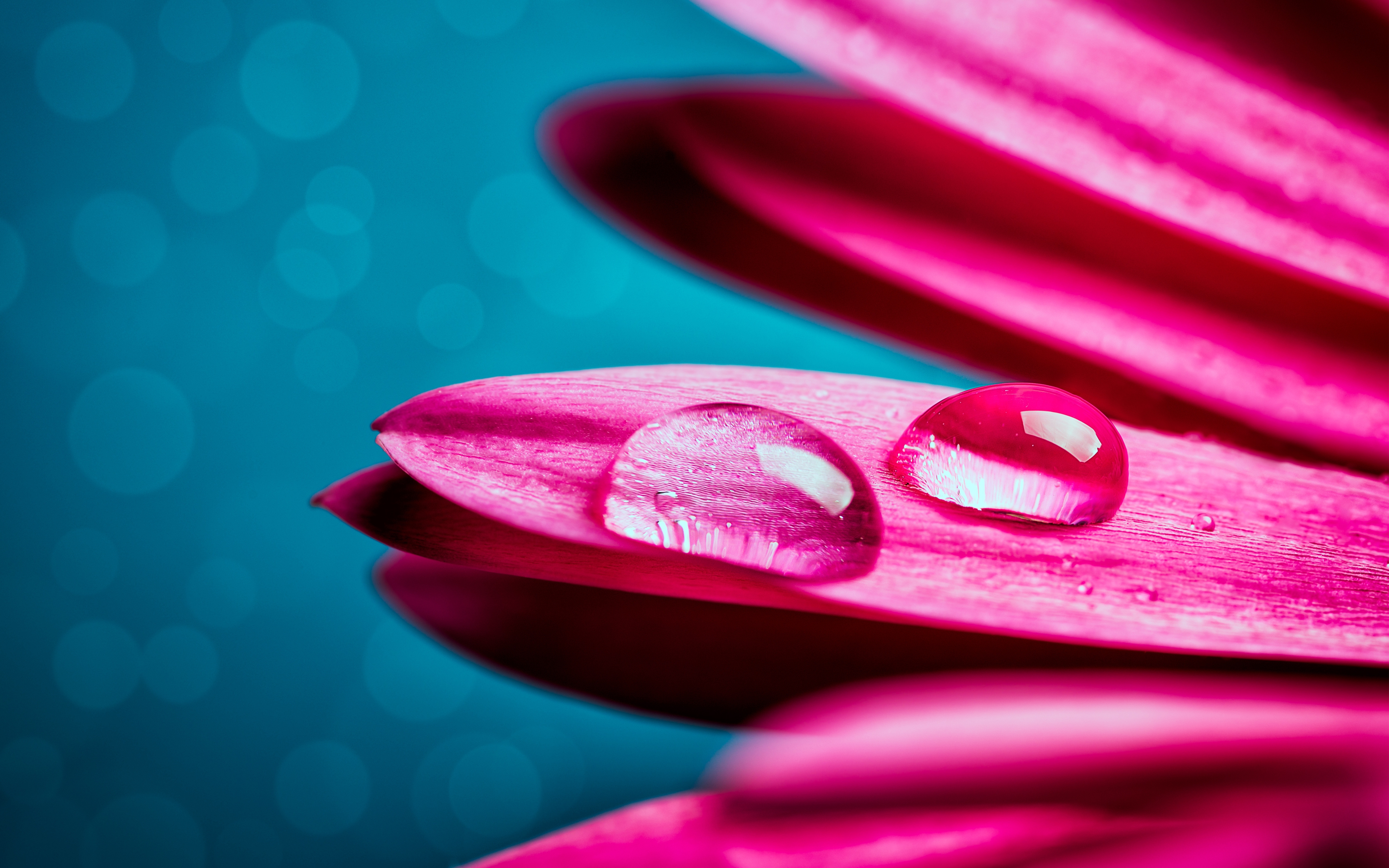 Water droplets on the petal of a pink gerbera flower