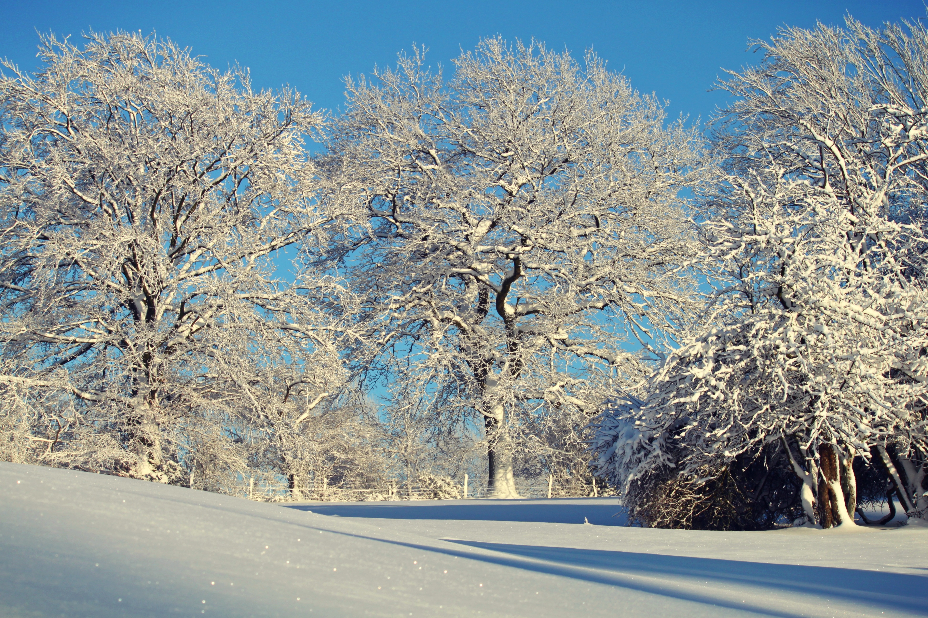 Wallpapers the trees winter dream solar light on the desktop