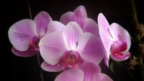 Pin von Anastasiia Ihorivna auf Orchids Orchideen pflege, Orchideen, Exotische s