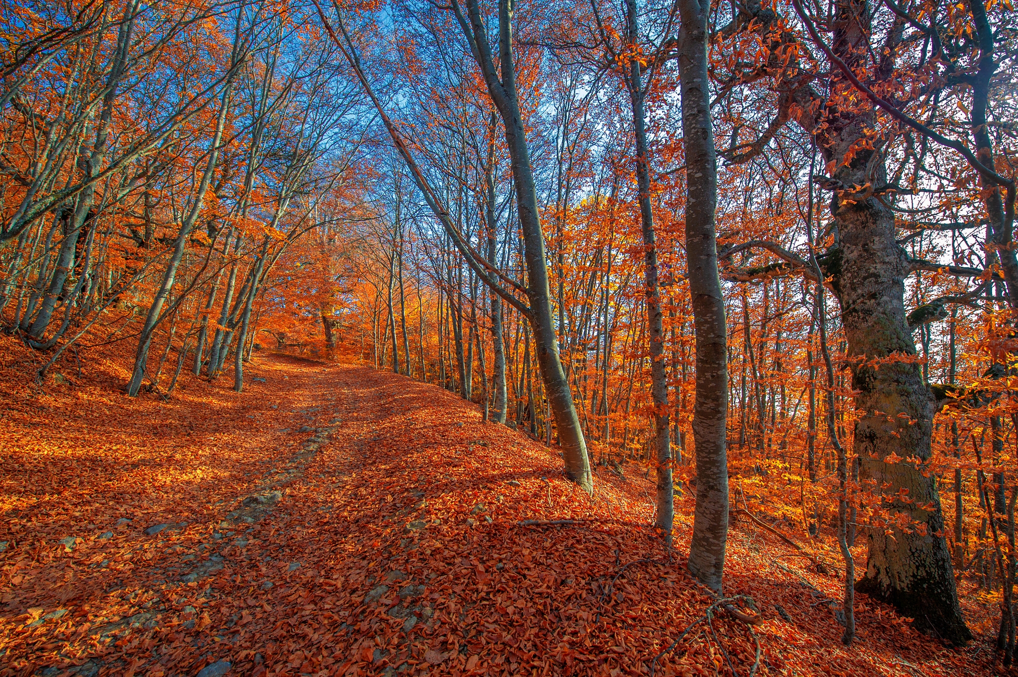 Free photo The most beautiful photo of autumn, forest, park