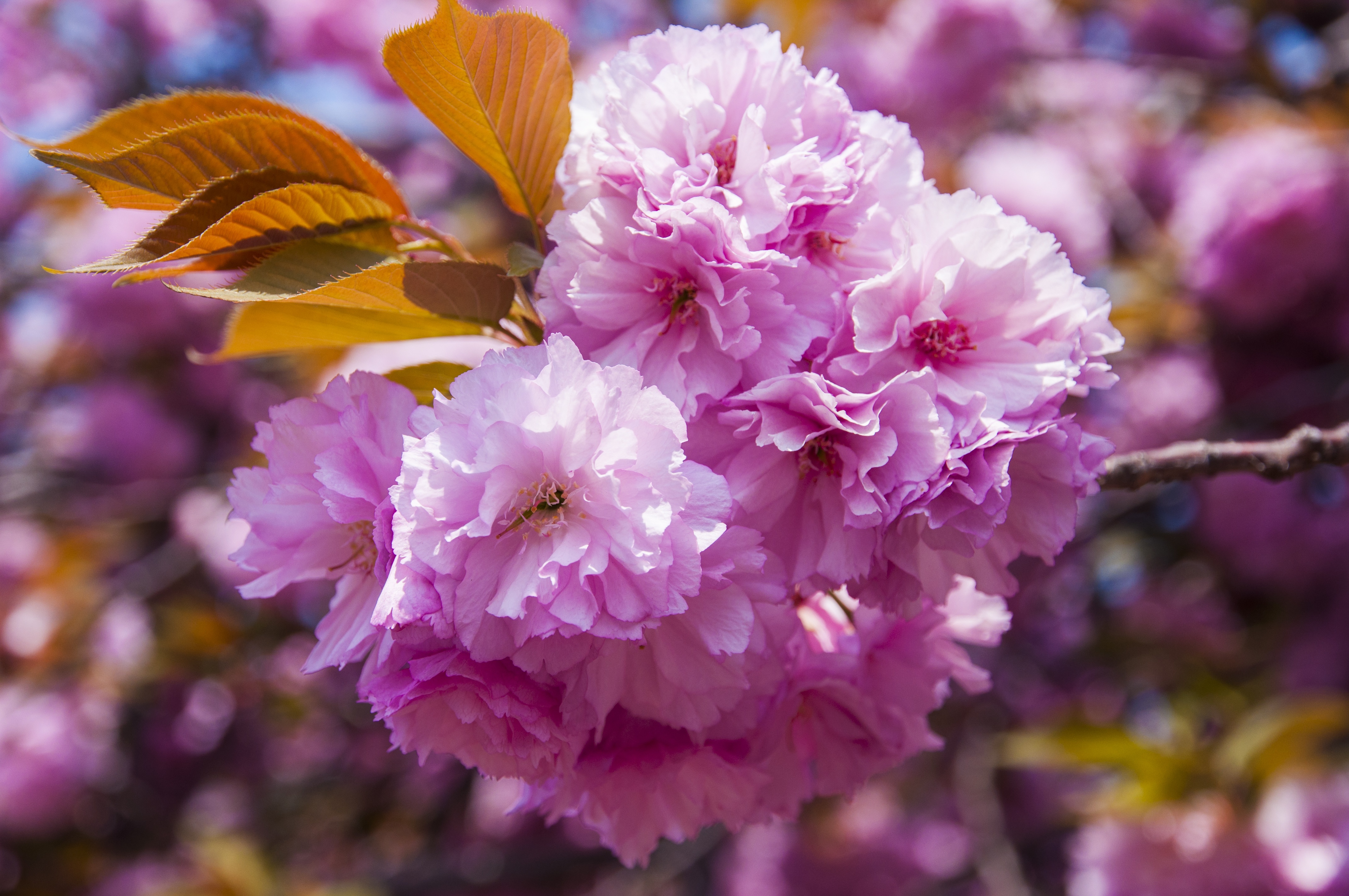 Free photo Pink Sakura