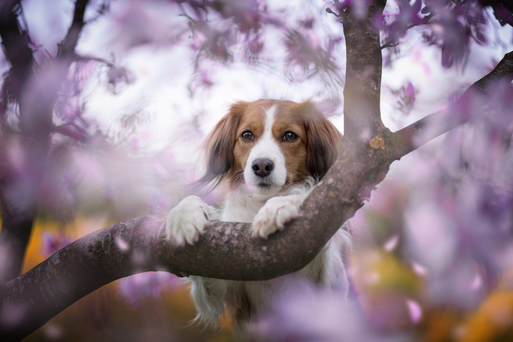 Dog near a flowering tree