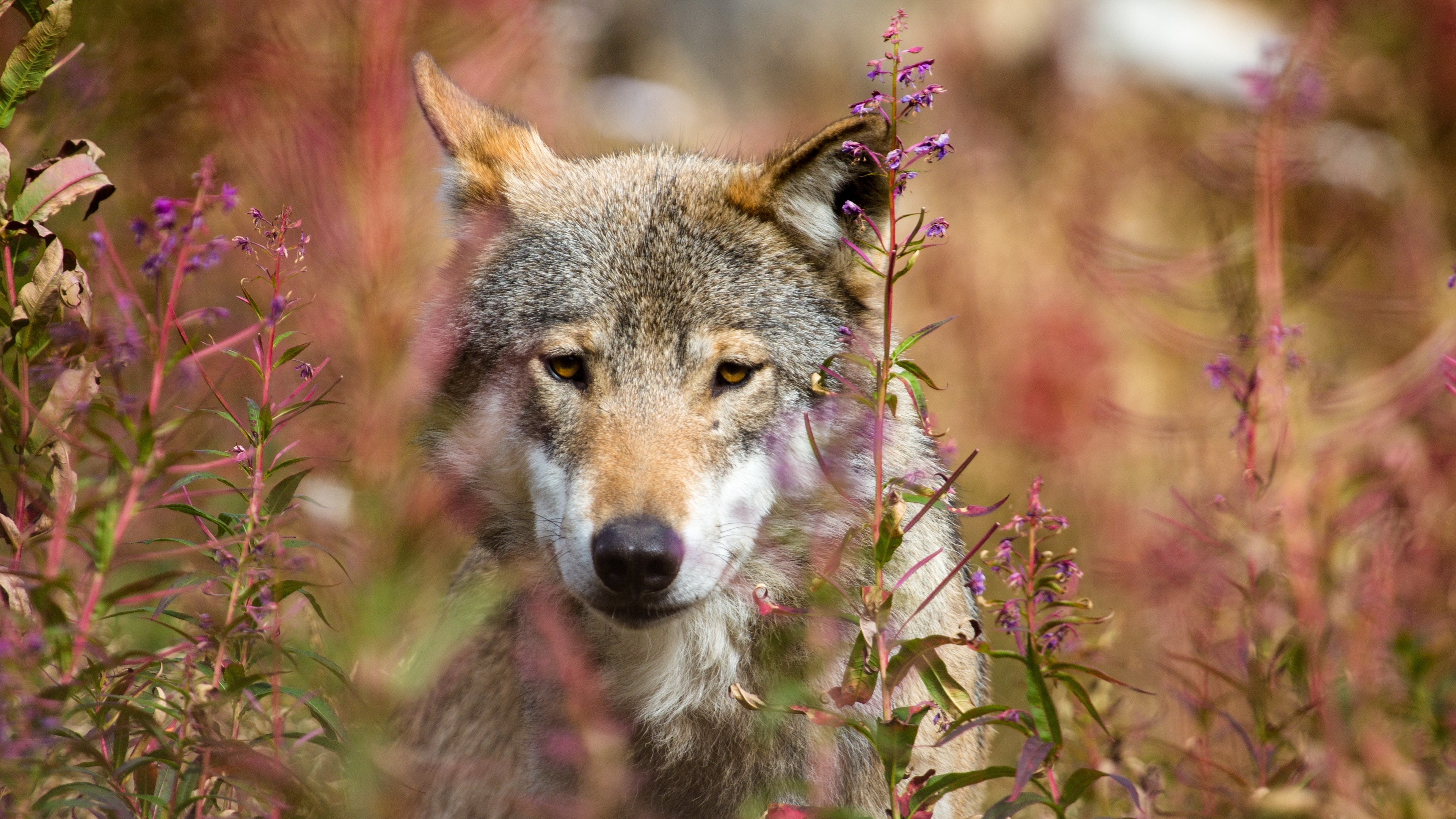 Free photo Wolf among the tall grass