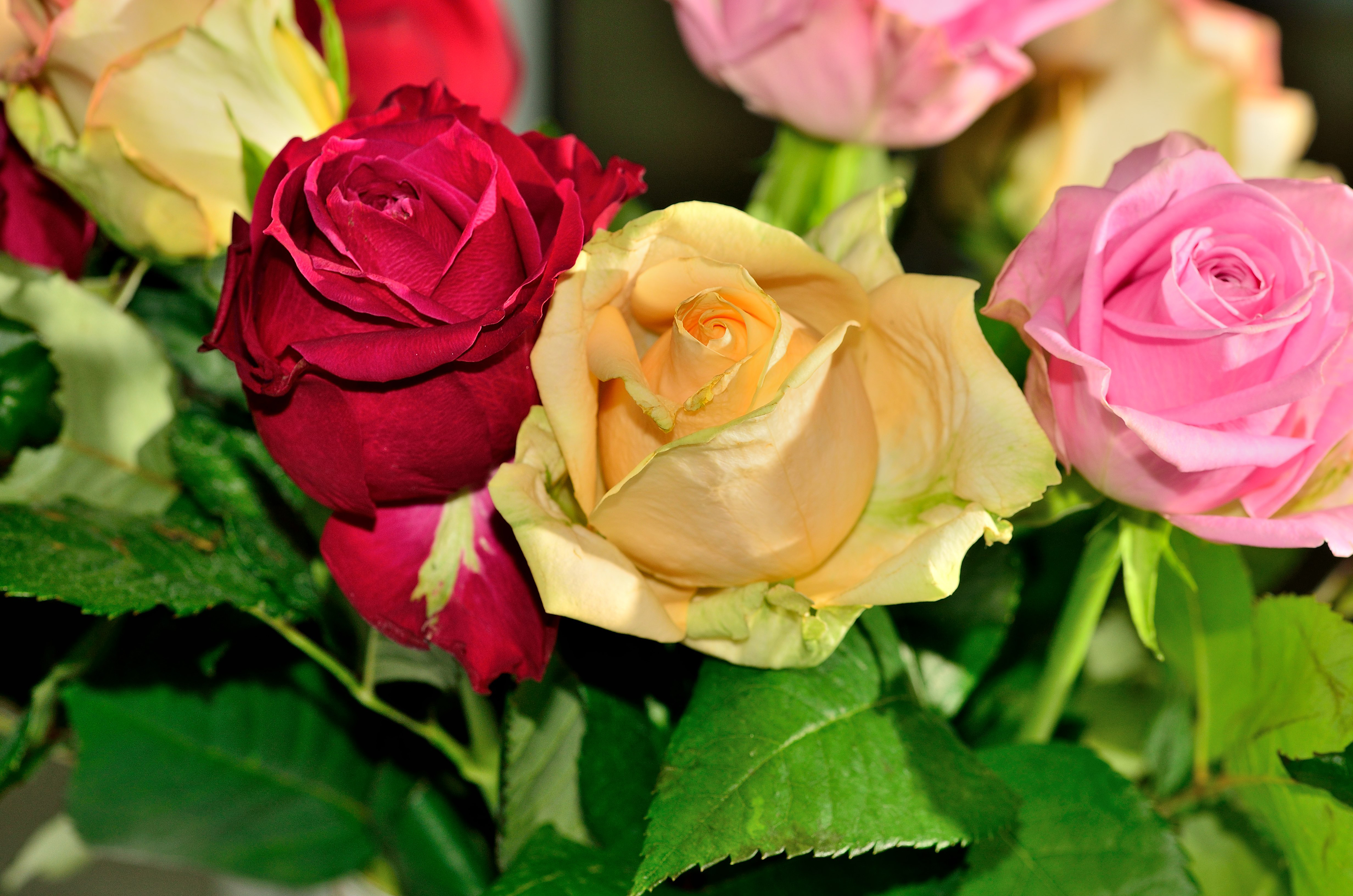 Обои флора цветные розы розы на рабочий стол