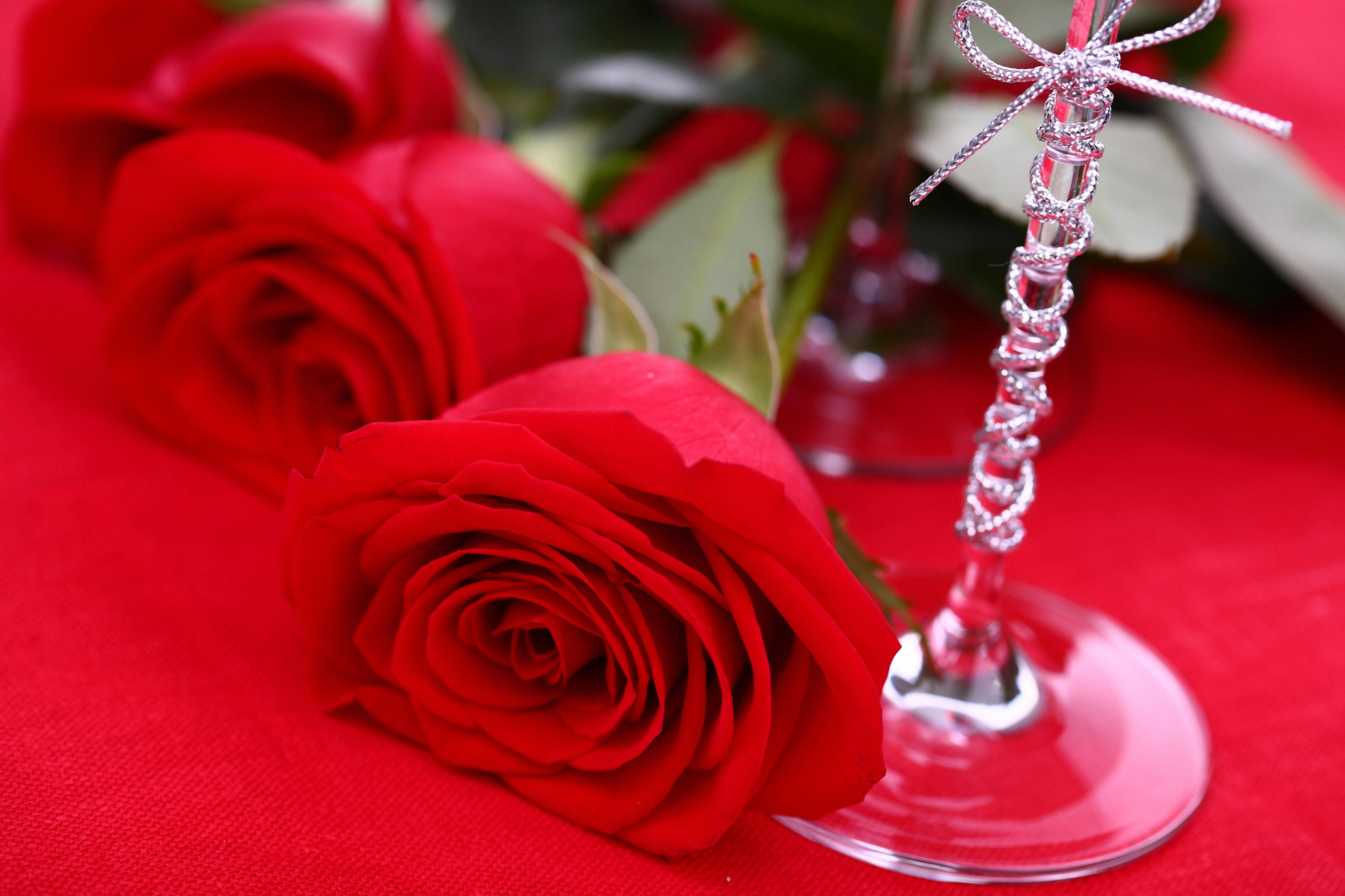 Обои роза красные розы лепестки роз на рабочий стол