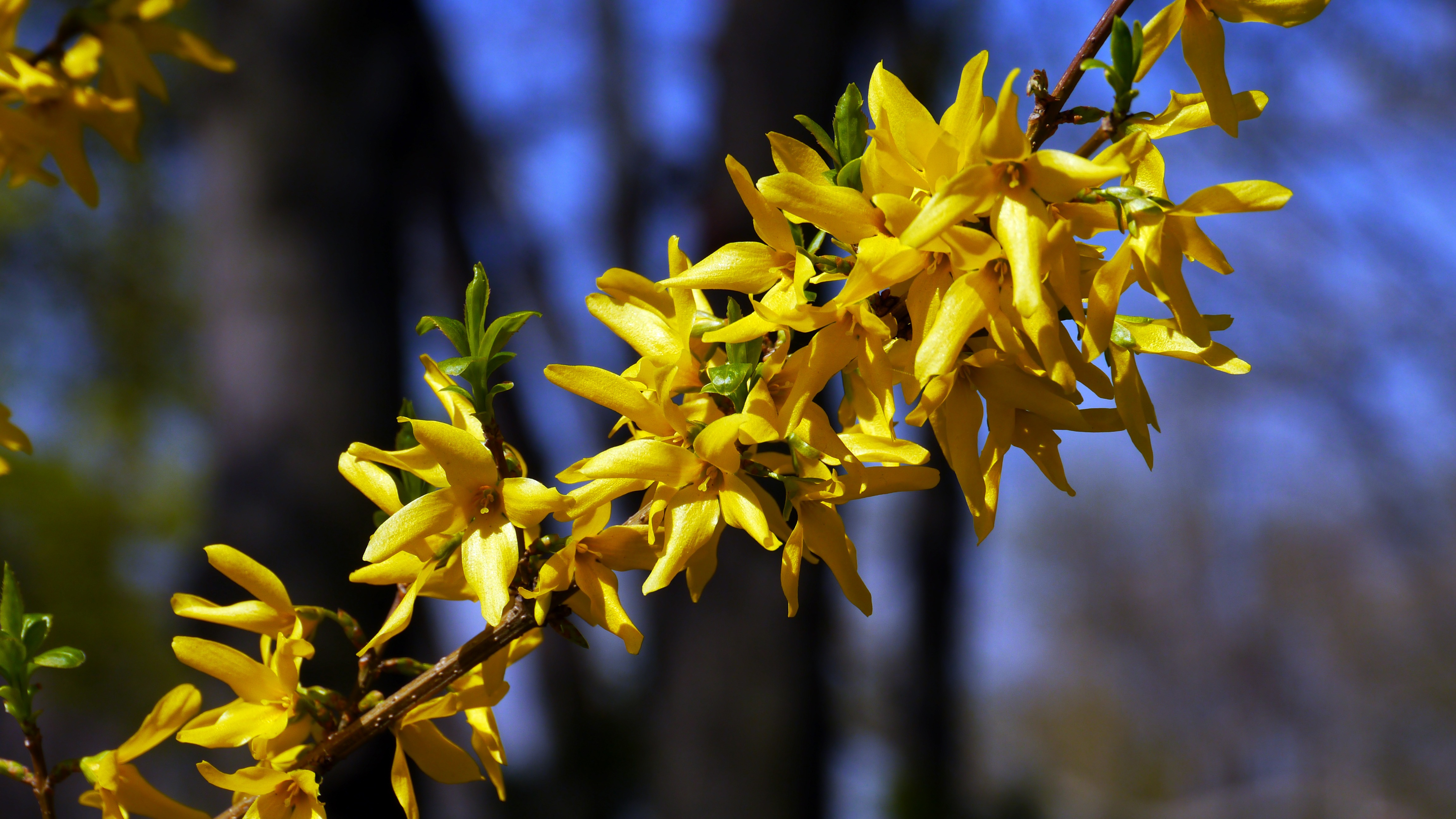 Бесплатное фото Желтый цветущий кустарник весной