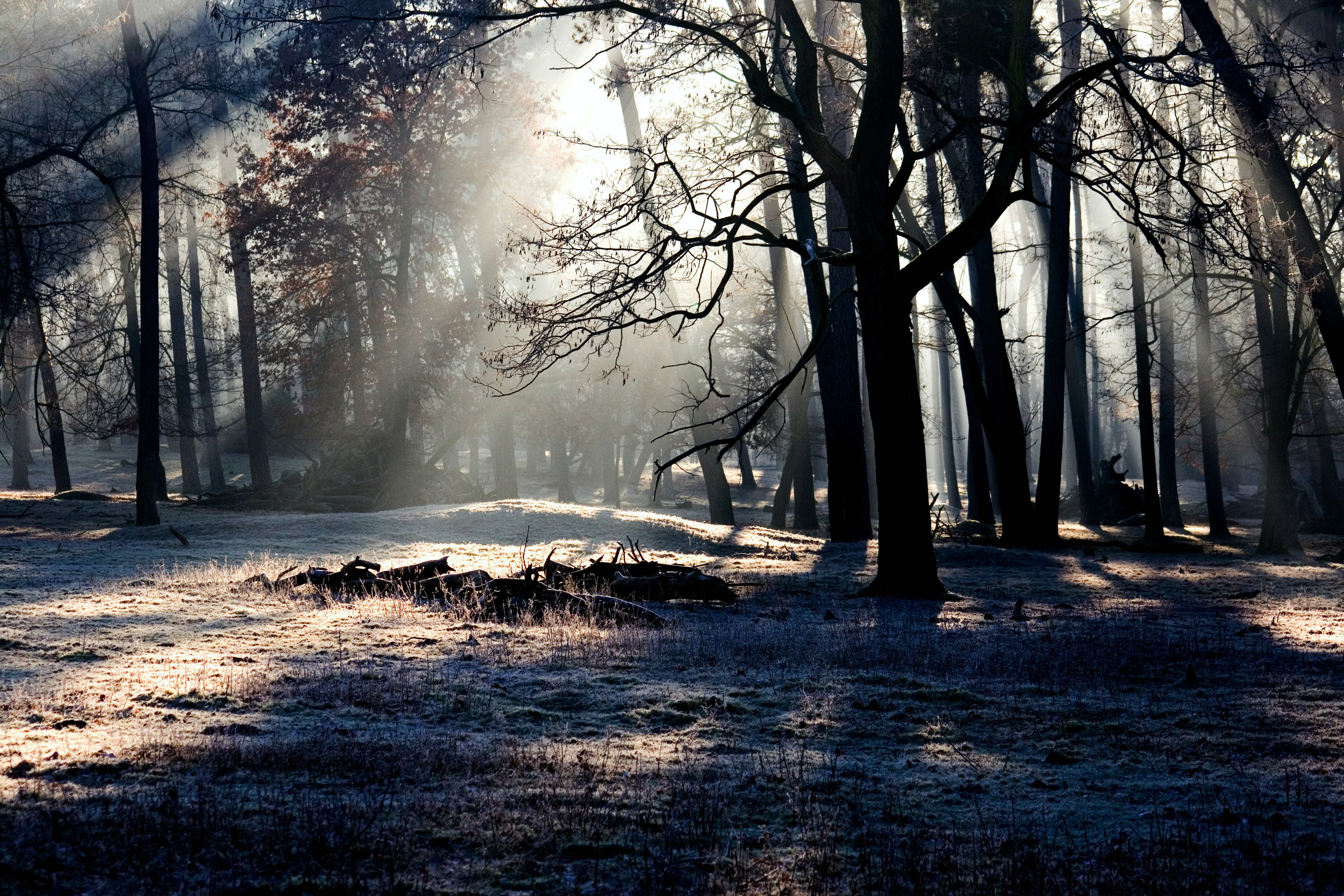 Free photo Morning rays in the autumn forest