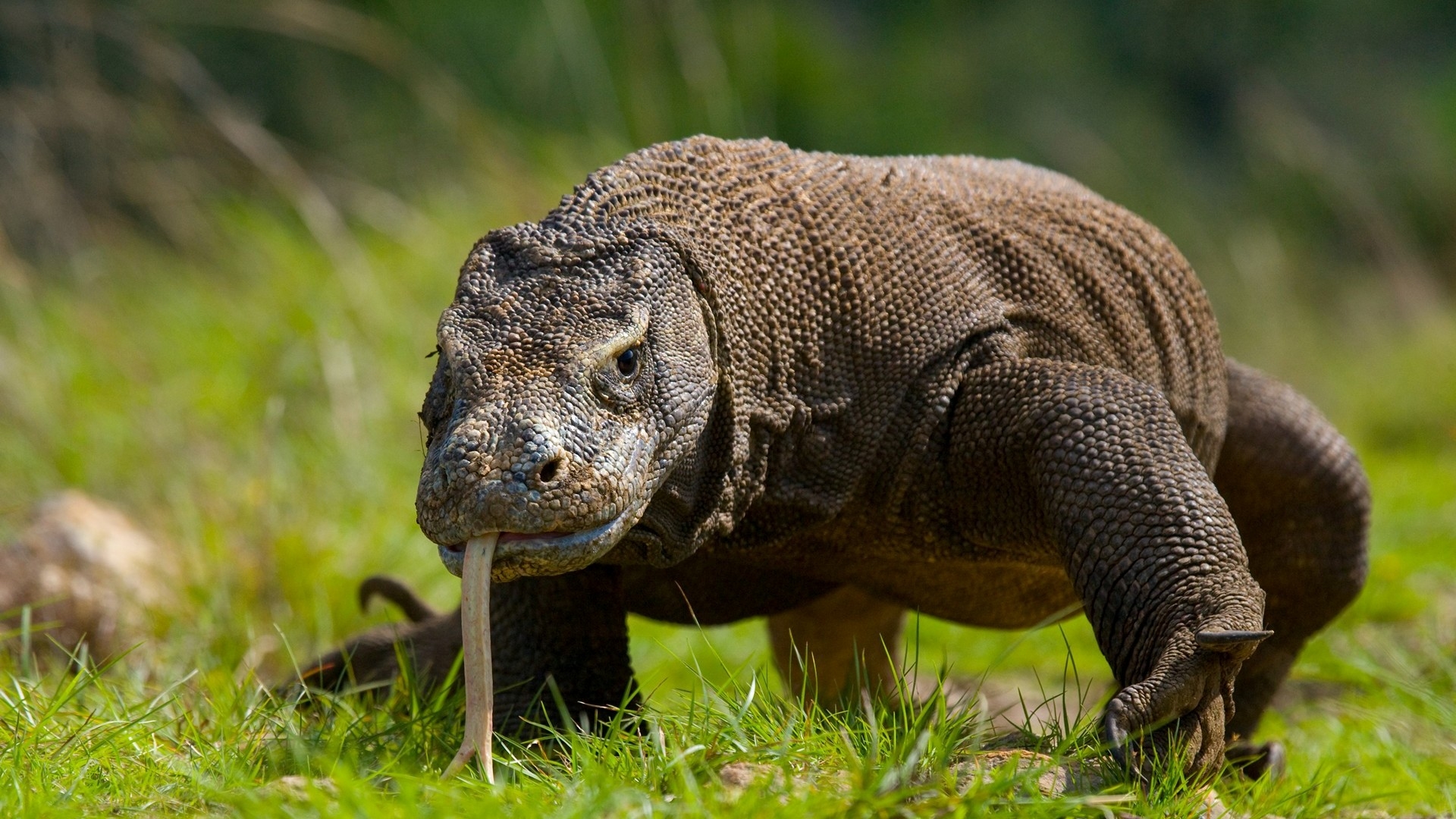 Free photo Giant lizard Komodo varan