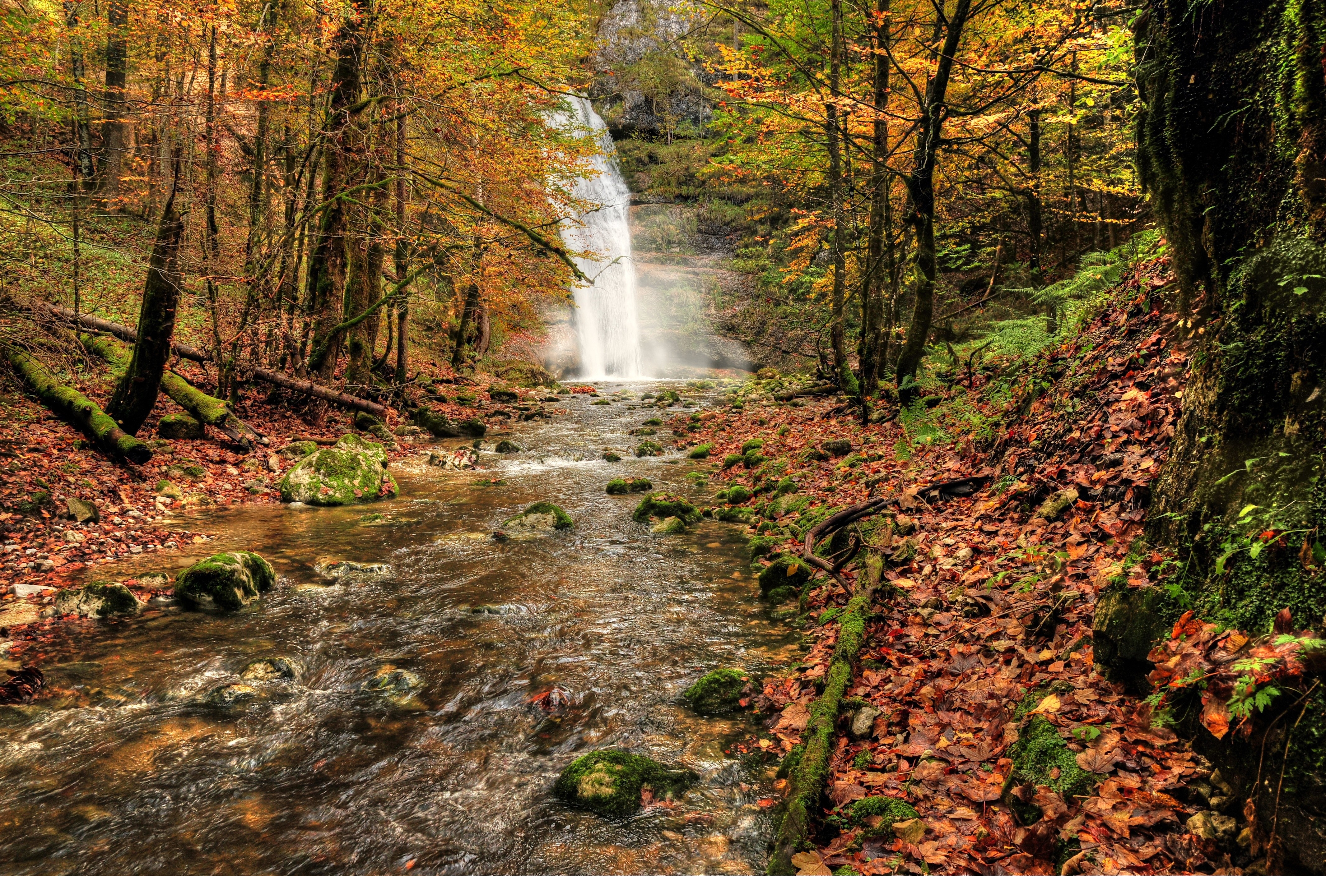 Free photo Autumn has come to the forest