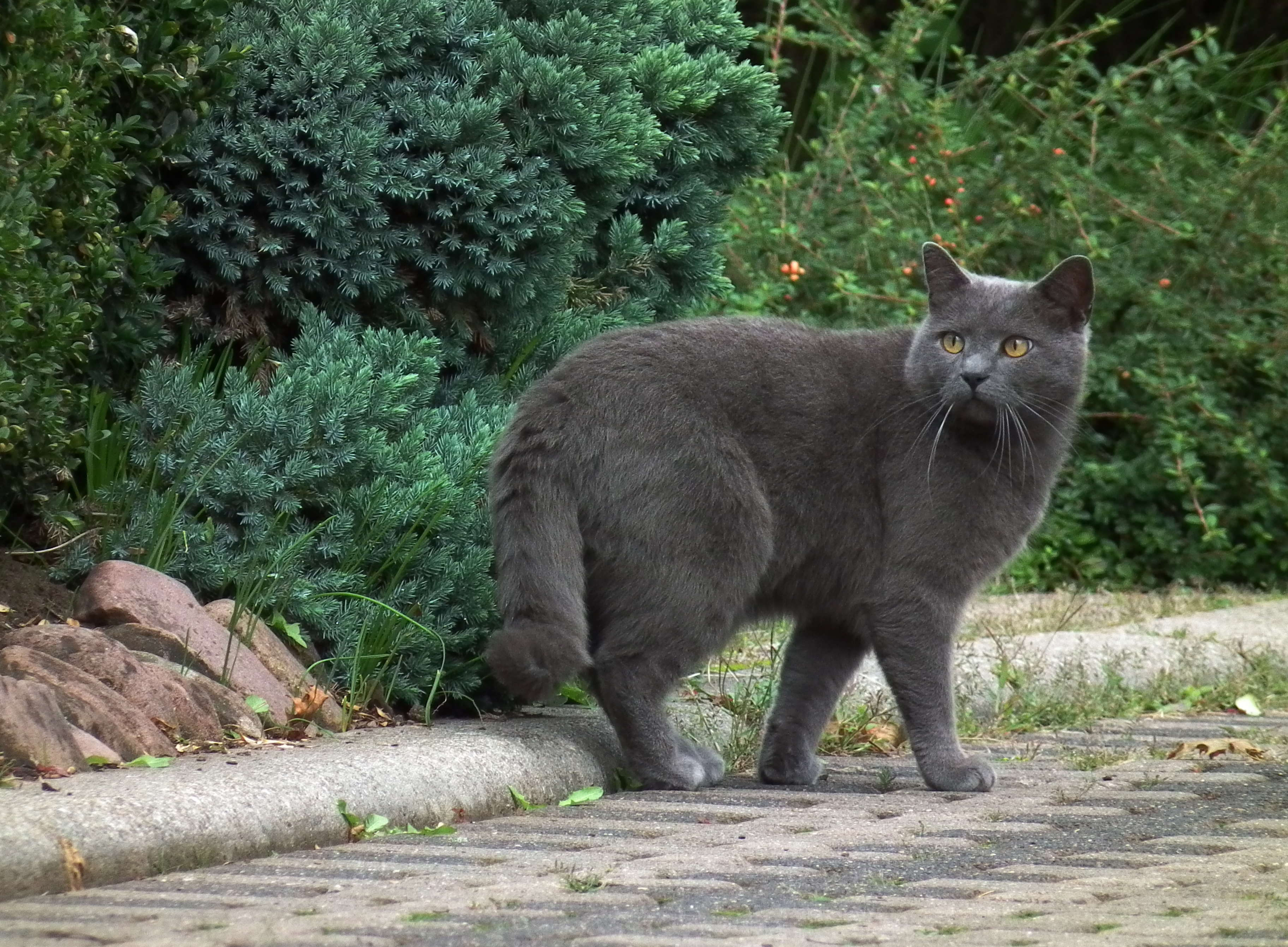 Бесплатное фото Серый кот оглянулся