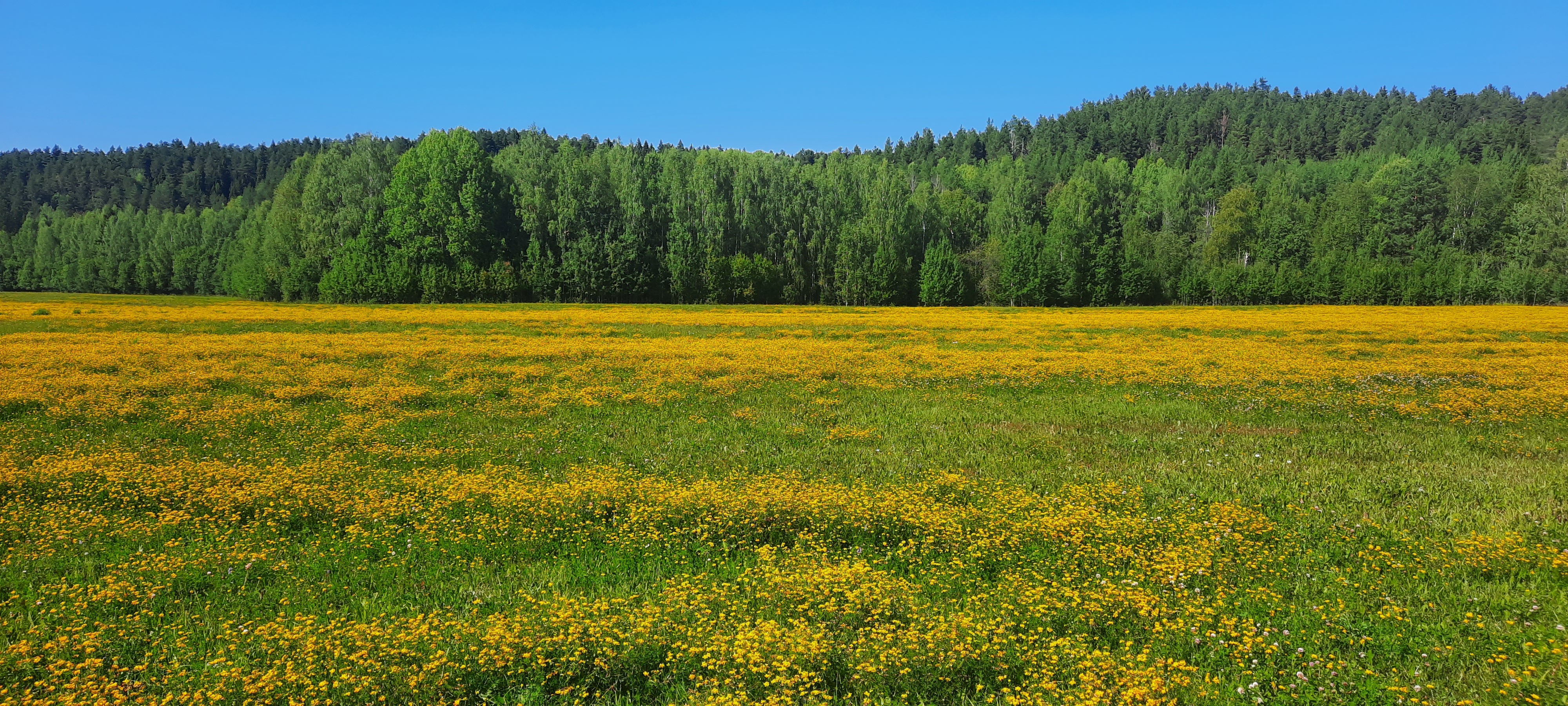 Free photo Yellow summer