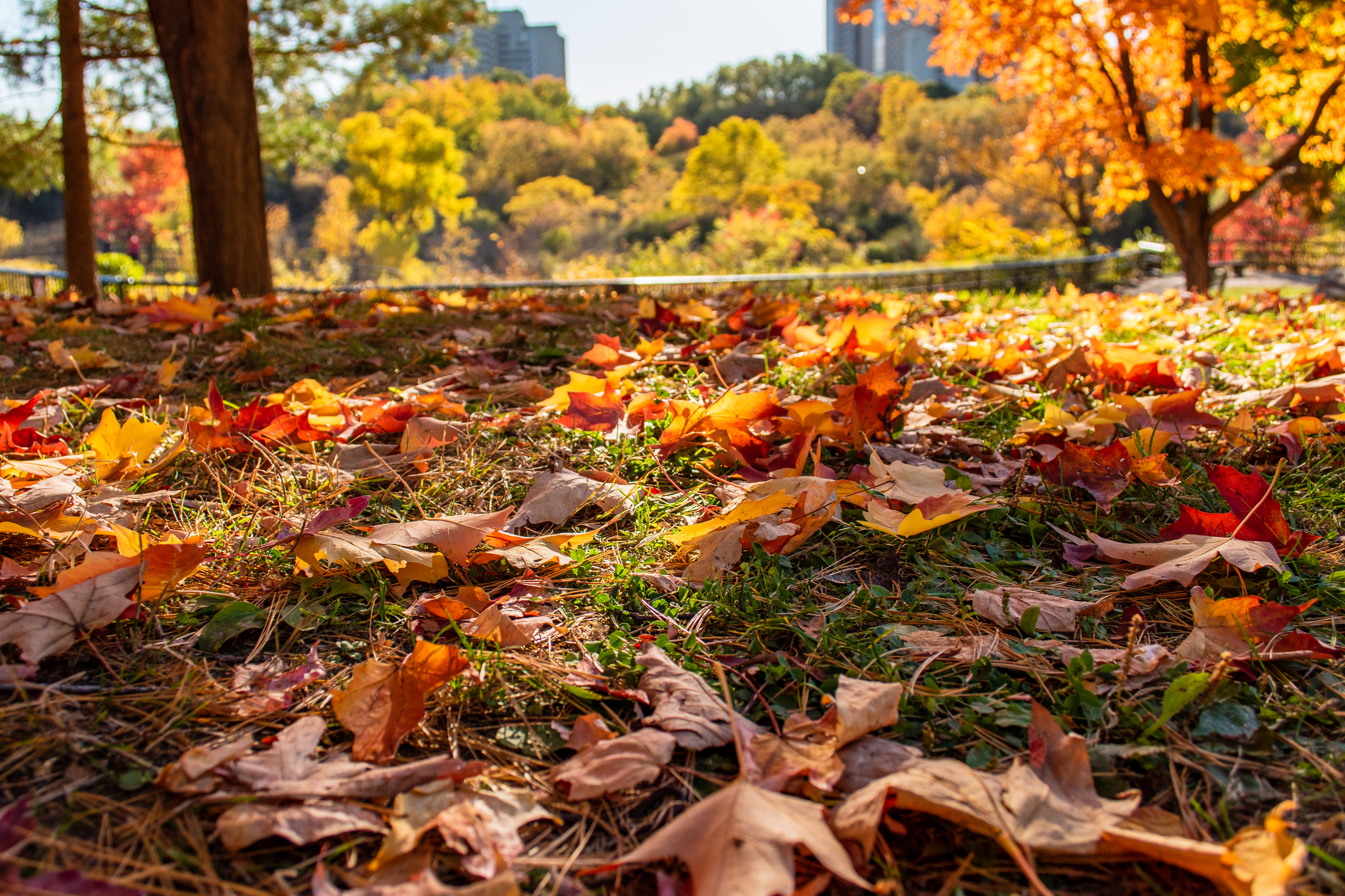 Free photo Autumn leaf fall in the park on a sunny afternoon