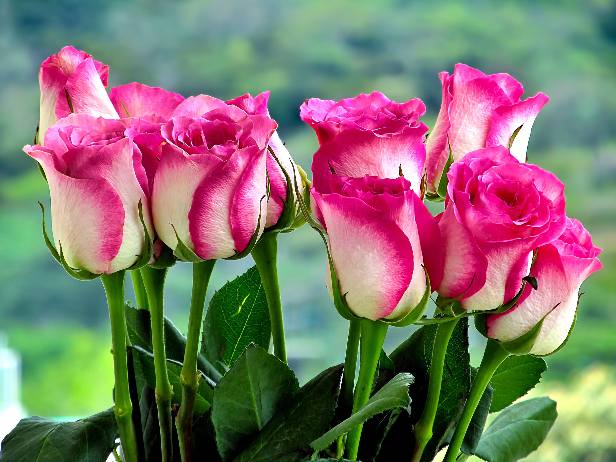 Free photo Bouquet of red and white roses