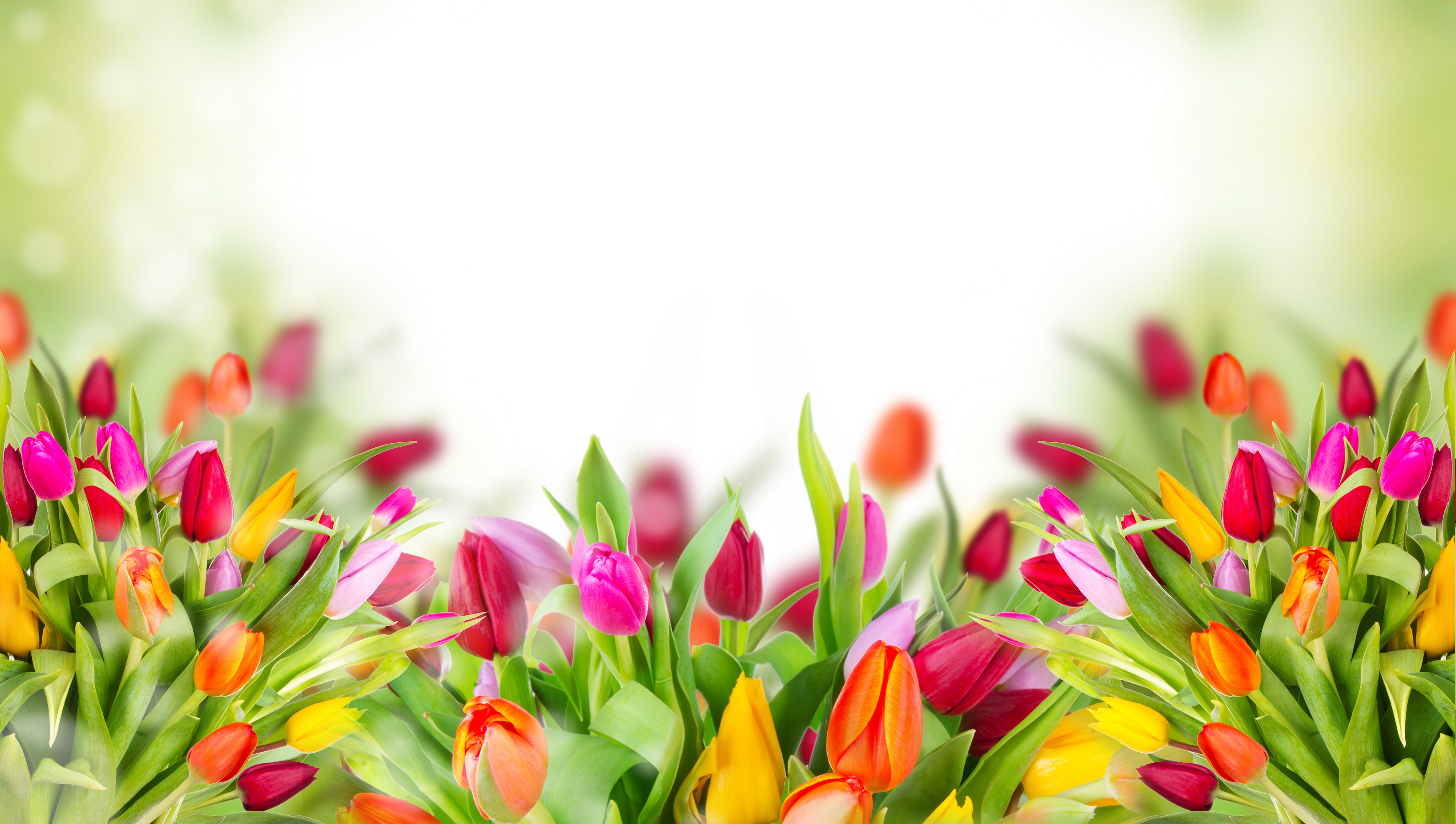 Бесплатное фото Цветные тюльпаны на рабочий стол