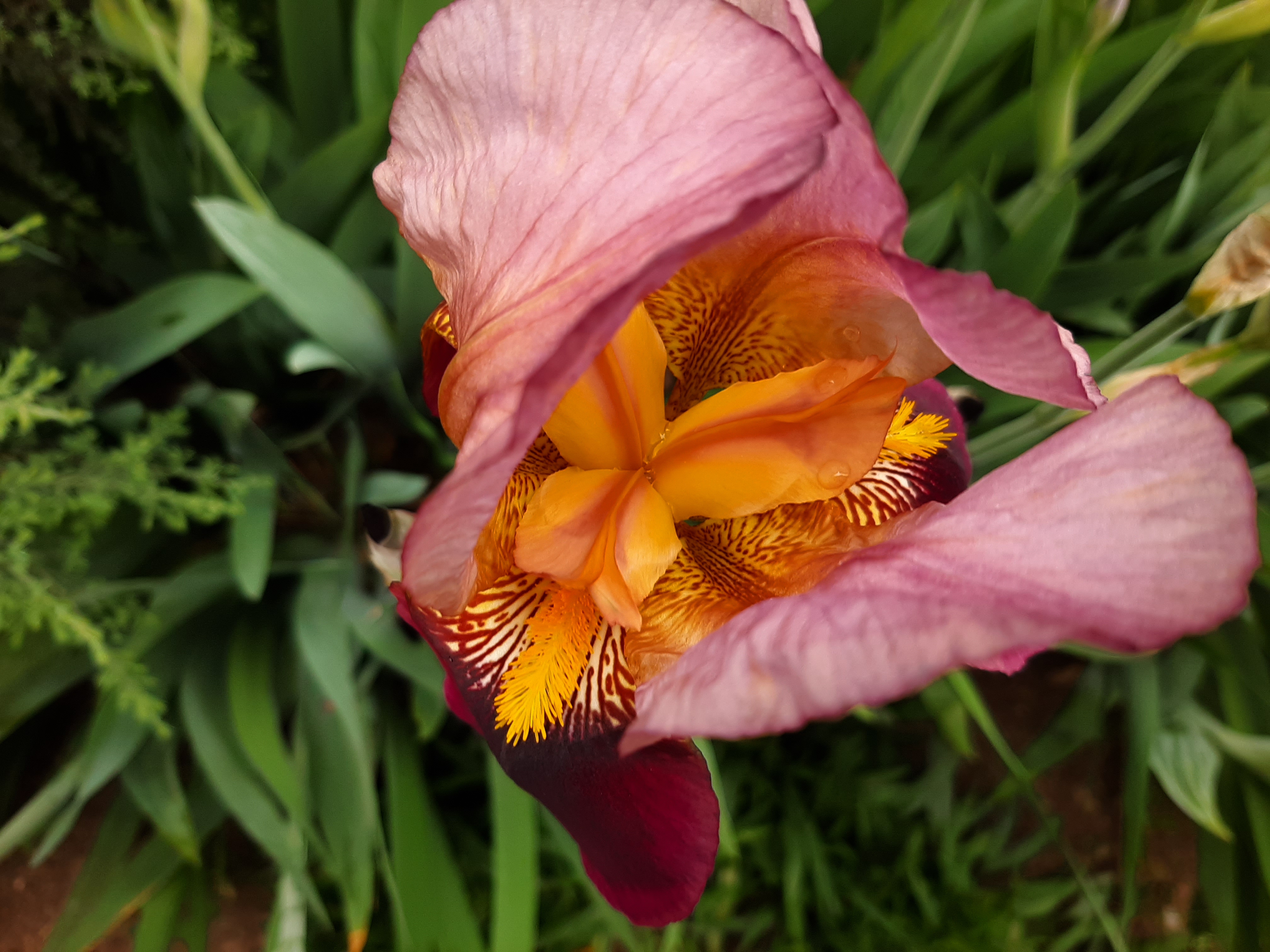 С приходом весны распускаются цветы